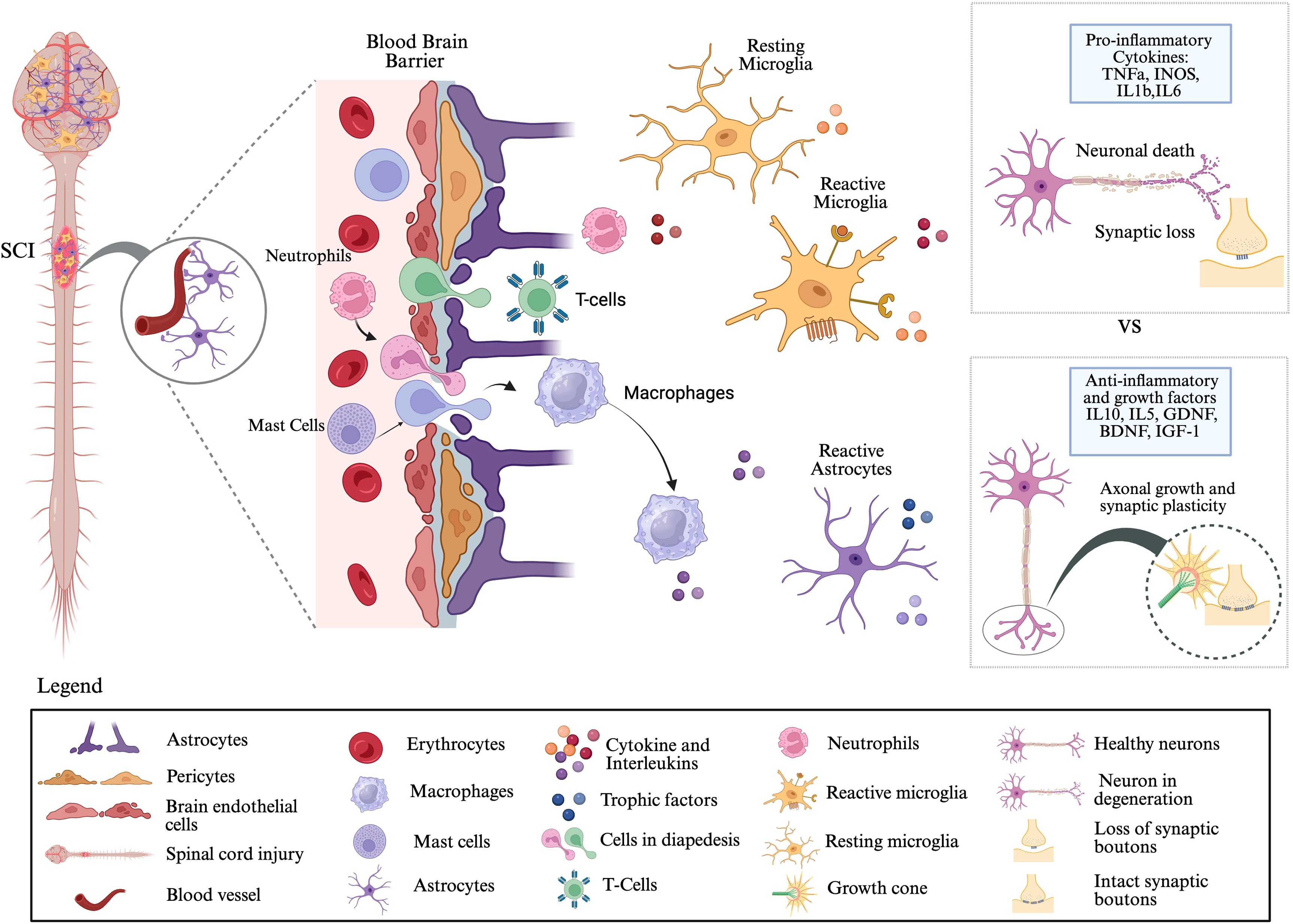 Illustration showing the effects of spinal cord injury (SCI) on the blood-brain barrier, microglia, and astrocytes. Neutrophils and mast cells interact with the barrier. Microglia transition from a resting to a reactive state. Reactive astrocytes are also depicted. Two scenarios compare outcomes: pro-inflammatory cytokines (TNFα, INOS, IL1b, IL6) lead to neuronal death and synaptic loss, while anti-inflammatory factors (IL10, IL5, GDNF, BDNF, IGF-1) promote axonal growth and synaptic plasticity. A legend explains cell types and components.