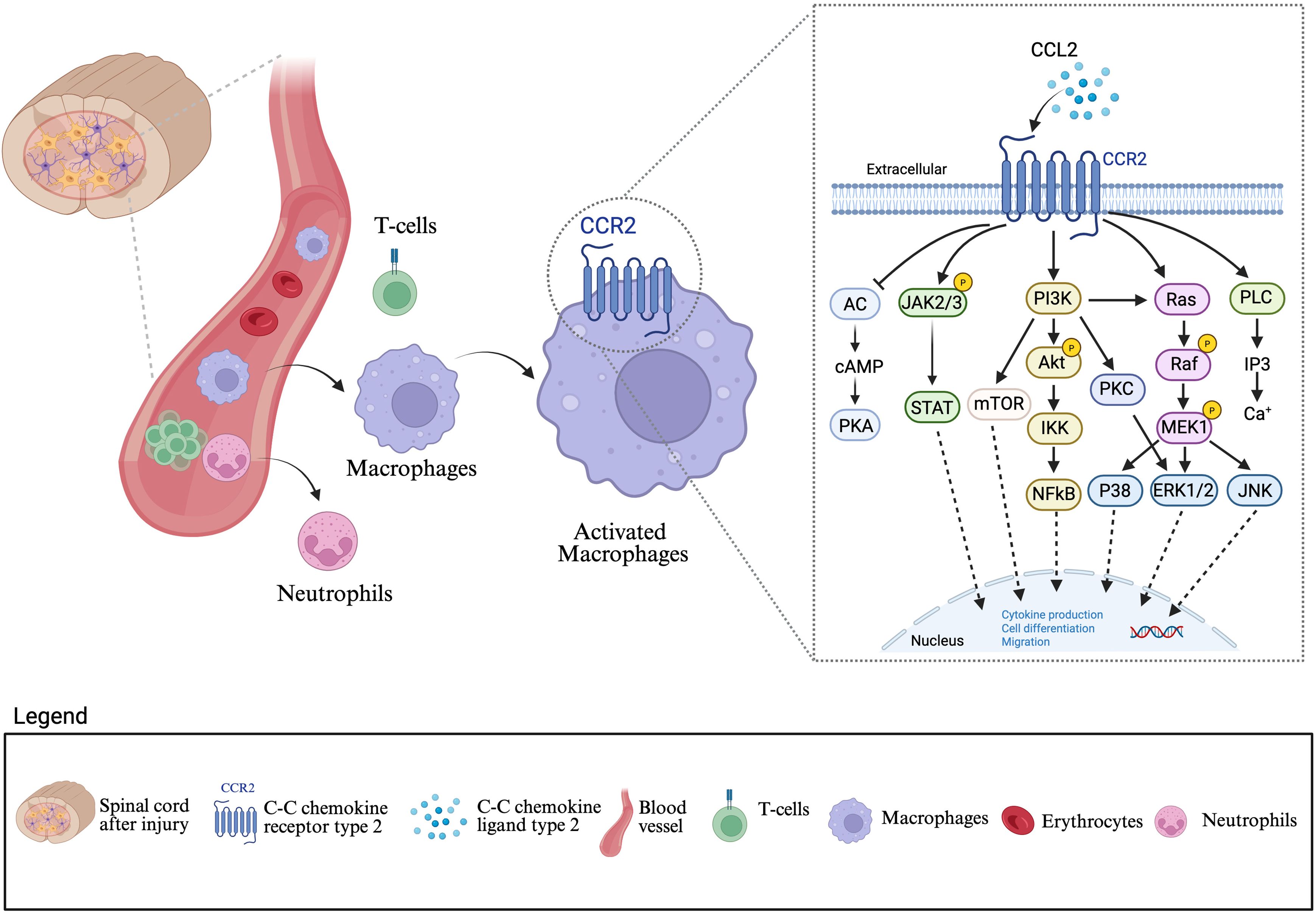 Diagram illustrating the role of CCR2 in macrophage activation. The image depicts a spinal cord injury that leads to the entry of immune cells, including T cells, macrophages, and neutrophils, into the CNS from the bloodstream. Macrophages with CCR2 receptors on their membranes bind to CCL2. The signaling cascade triggered by the CCR2–CCL2 interaction involves multiple pathways, including PI3K, JAK2/3, PLC, and others, resulting in cellular responses such as cytokine production and cell differentiation. A legend identifies symbols for spinal cord injury, CCR2, CCL2, blood vessels, and the various cells.
