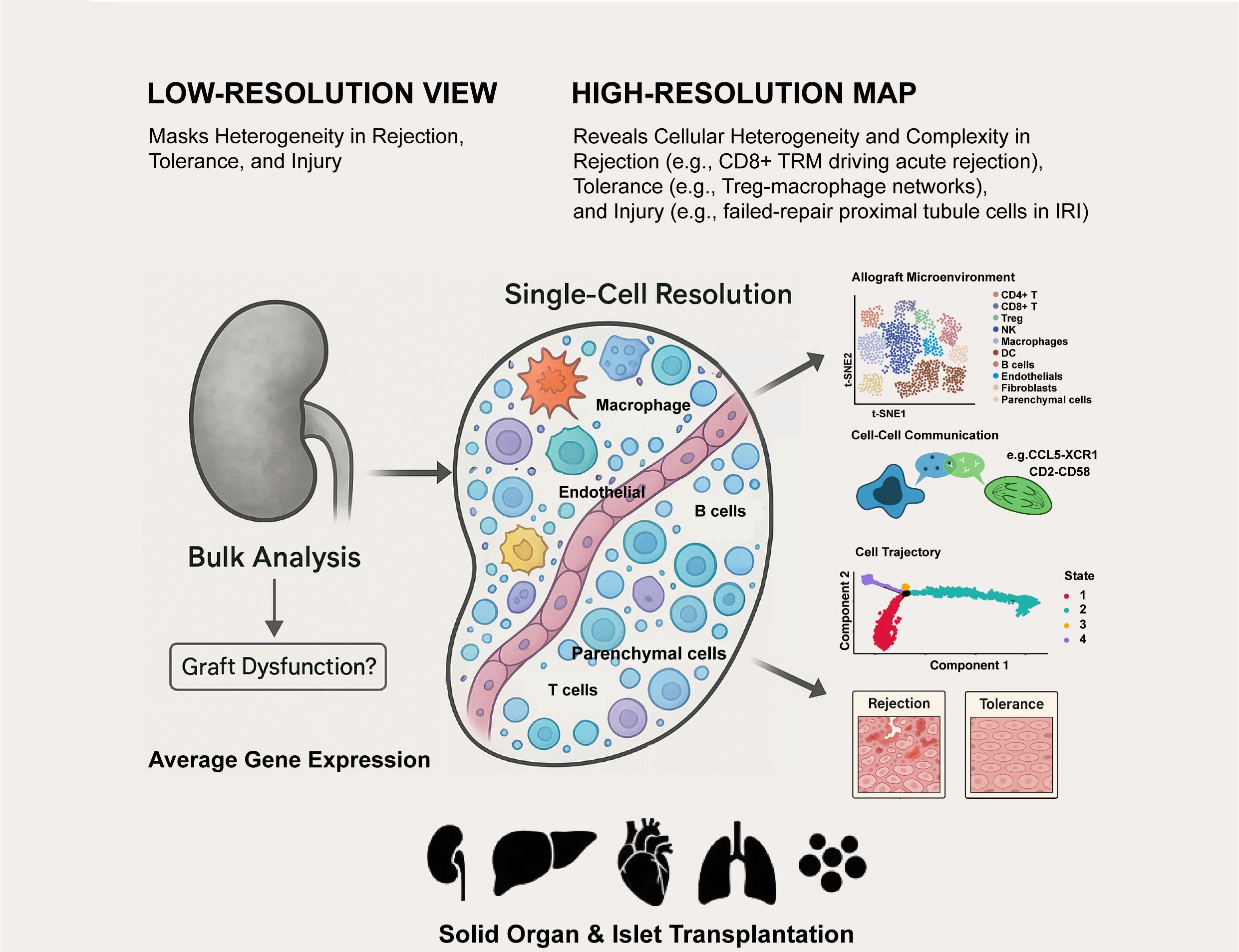 Diagram comparing low-resolution and high-resolution analysis in transplantation. Low-resolution masks heterogeneity in rejection and injury, while high-resolution maps reveal cellular complexity in these conditions. The image includes a kidney, cells like macrophages and T cells, and graphs for allograft microenvironment, cell communication, and cell trajectory. It explains bulk analysis and single-cell resolution concepts in graft dysfunction, with a focus on cellular heterogeneity in rejection and tolerance.