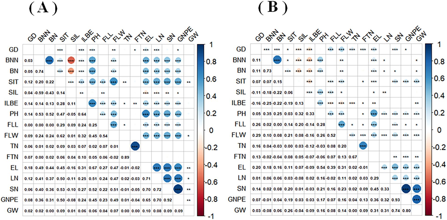 Two correlograms labeled (A) and (B) depict correlation matrices with color gradients from blue to red, indicating positive to negative correlations. Each matrix uses circles of varying sizes to represent correlation strength between variables GD, BNN, BN, SIT, SIL, ILBE, PH, FLL, FLW, TN, FTN, EL, LN, SN, GNPE, and GW. A color scale on the right defines the range from negative one to positive one. Significant correlations are marked with asterisks within the cells.