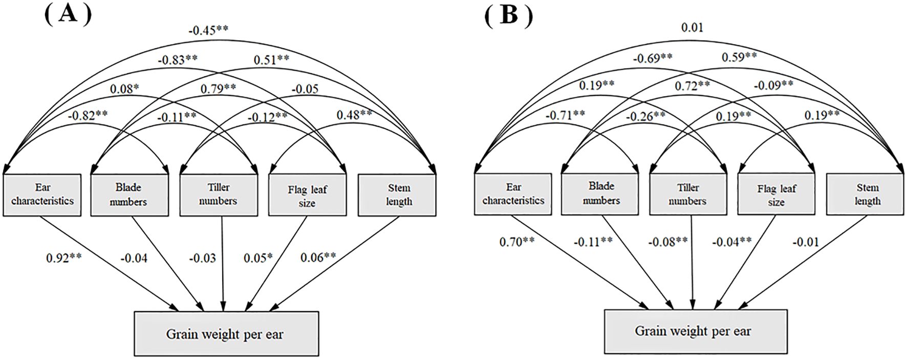 Two path diagrams illustrating relationships between plant traits and grain weight per ear. Diagram A shows variables like ear characteristics, blade numbers, tiller numbers, flag leaf size, and stem length, with path coefficients such as 0.92, -0.45, and more. Diagram B displays similar variables and relationships with coefficients like 0.70, -0.69, and others, indicating the strength and direction of each association. Arrows represent direct and indirect effects between traits and grain weight per ear, highlighting significant correlations.