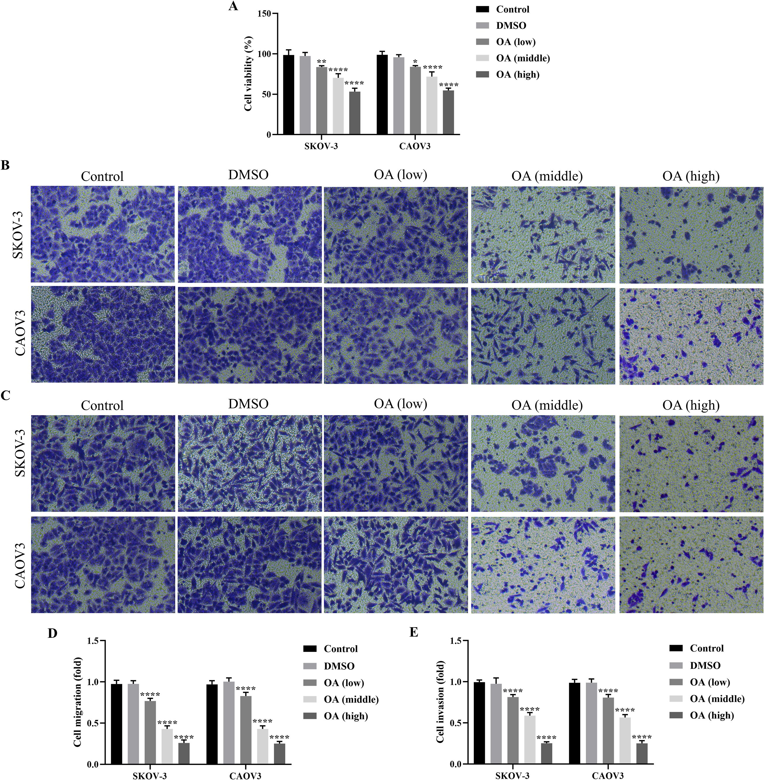 Bar graph A shows cell viability percentages for SKOV-3 and CAOV3 under various treatments with levels of significance indicated. Image panels B and C display microscopic views of SKOV-3 and CAOV3 cells under control, DMSO, and varying concentrations of OA. Bar graphs D and E depict cell migration and invasion folds, respectively, for both cell lines, highlighting significant differences across treatments.