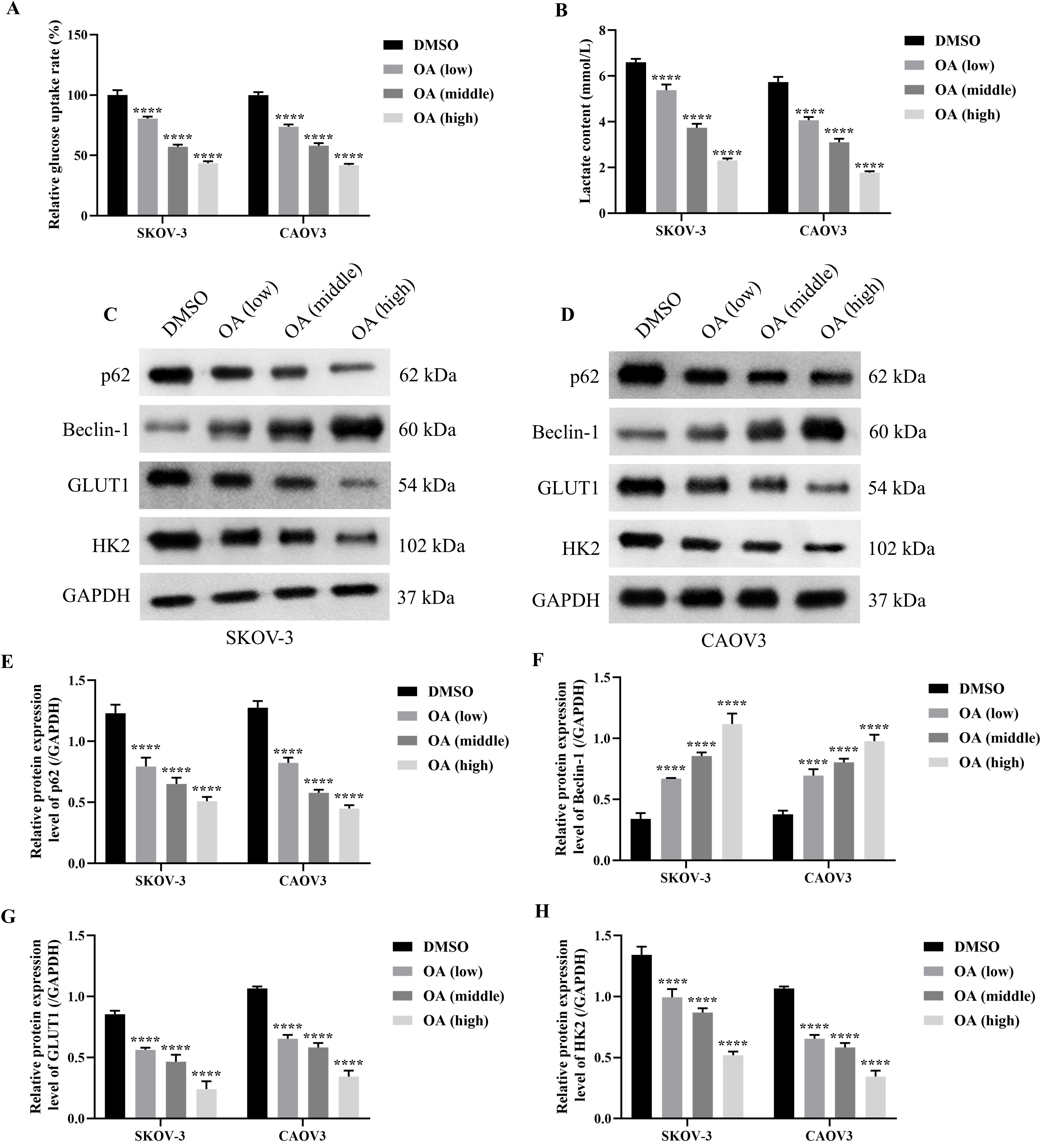 Graphs and protein expression blots depict the effects of different concentrations of octanoic acid (OA) on SKOV-3 and CAOV3 cells. Graph A shows relative glucose uptake rates, and Graph B shows lactate content, both decreasing with higher OA concentrations. Panels C and D display protein expressions of p62, Beclin-1, GLUT1, and HK2 in both cell lines, normalized to GAPDH. Graphs E to H present relative protein expression levels compared to GAPDH, showing significant decreases in p62, Beclin-1, GLUT1, and HK2 with increasing OA concentrations in SKOV-3 and CAOV3 cells.