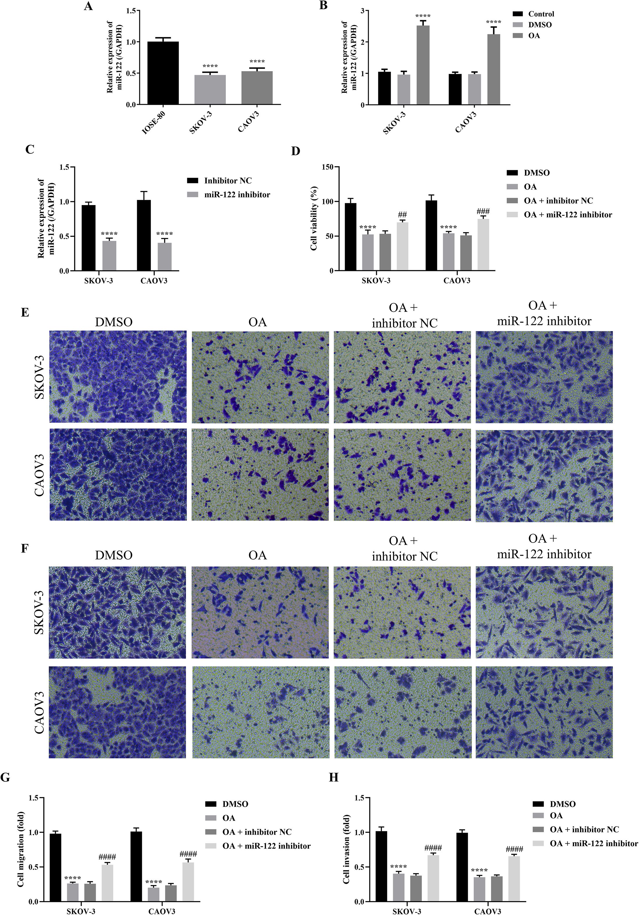 The image contains multiple panels depicting bar graphs and microscopy images related to cell studies. Panels A to D show bar graphs representing relative expression of miR-122 and cell viability under various treatments in SKOV-3 and CAOV3 cell lines, with significant differences noted by asterisks and hashes. Panels E and F display microscopy images of cell migration and invasion assays under different treatments marked DMSO, OA, OA + inhibitor NC, and OA + miR-122 inhibitor. Panels G and H show bar graphs of cell migration and invasion fold changes, with statistical significance indicated.