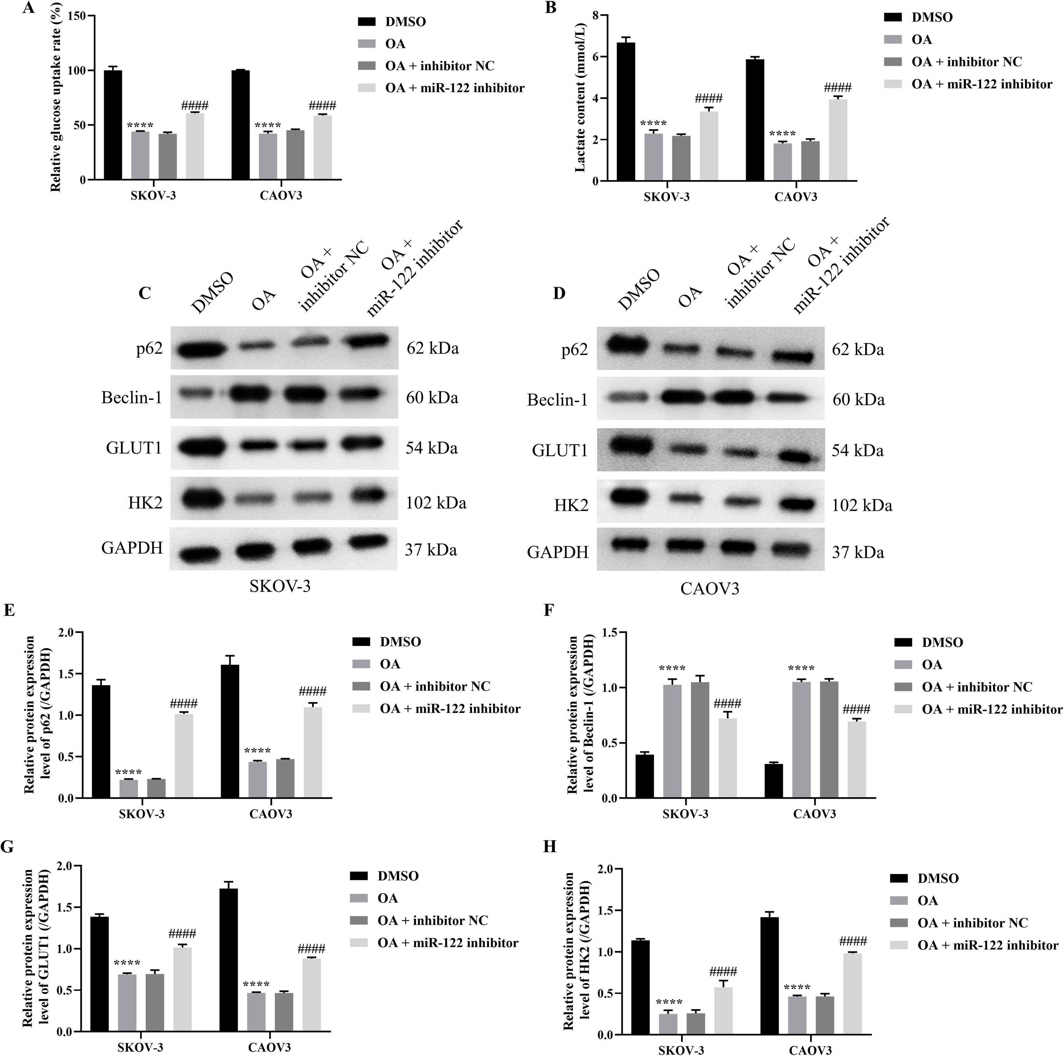 Bar graphs and Western blot images depict the effects of different treatments on SKOV-3 and CAOV3 cells. Bar graphs (A, B, E, F, G, H) show changes in glucose uptake, lactate content, and protein expression levels under treatments with DMSO, OA, OA with inhibitor NC, and OA with miR-122 inhibitor. Western blots (C, D) illustrate the expression of proteins p62, Beclin-1, GLUT1, HK2, and GAPDH in the different treatment conditions for both cell lines. Statistical significance is indicated by asterisks and hashtags.