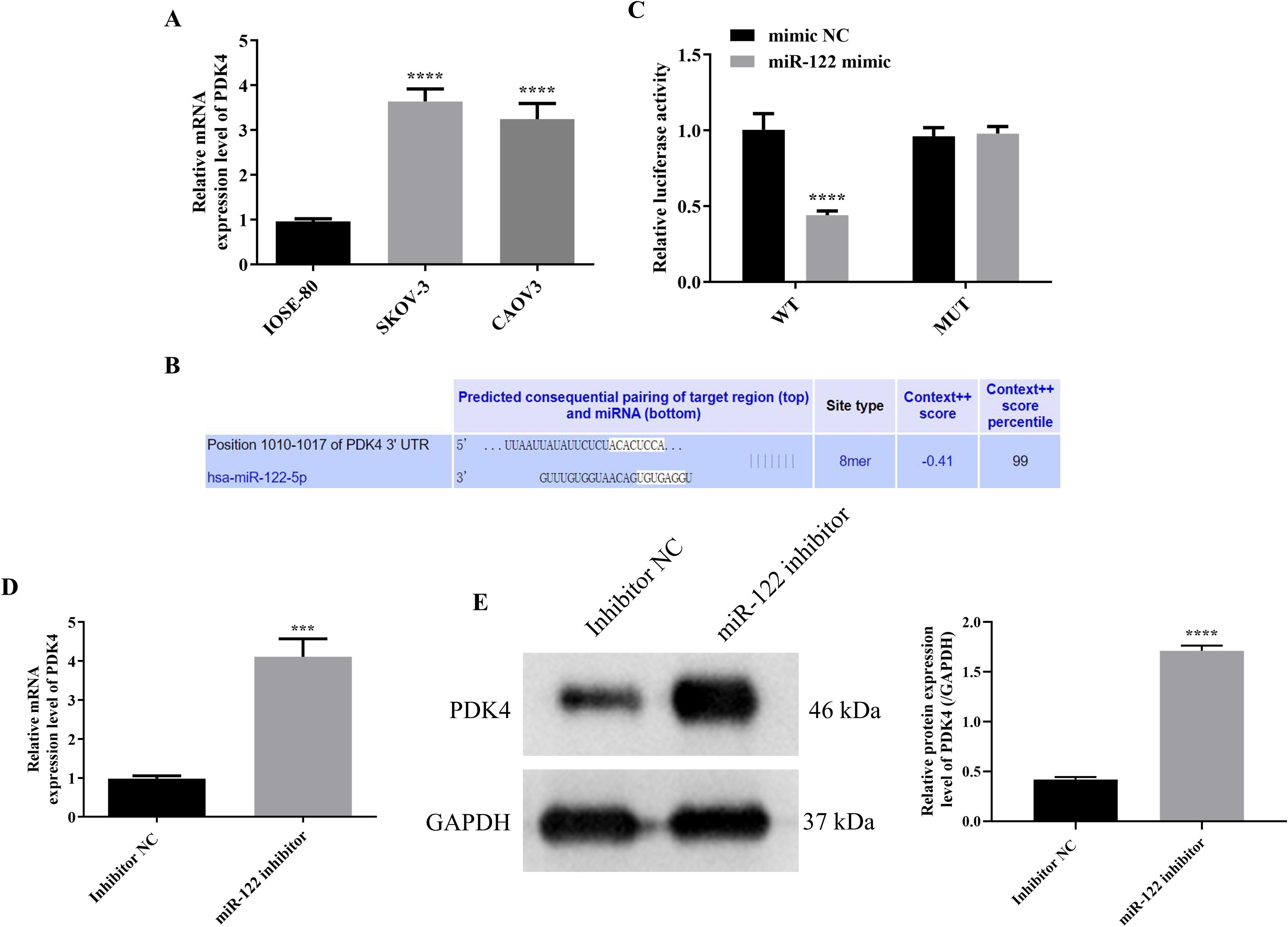 Five-part scientific illustration showing: A) Bar graph of PDK4 mRNA expression levels across three cell types, with SKOV-3 and CAOV3 displaying significant increases. B) Table showing predicted miRNA target pairing for PDK4, featuring context scores. C) Bar graph comparing luciferase activity in the presence of miR-122 mimic versus control, indicating a reduction in wild type. D) Bar graph indicating increased PDK4 mRNA levels with miR-122 inhibitor treatment. E) Western blot showing increased PDK4 protein expression with miR-122 inhibitor, alongside GAPDH as a control.