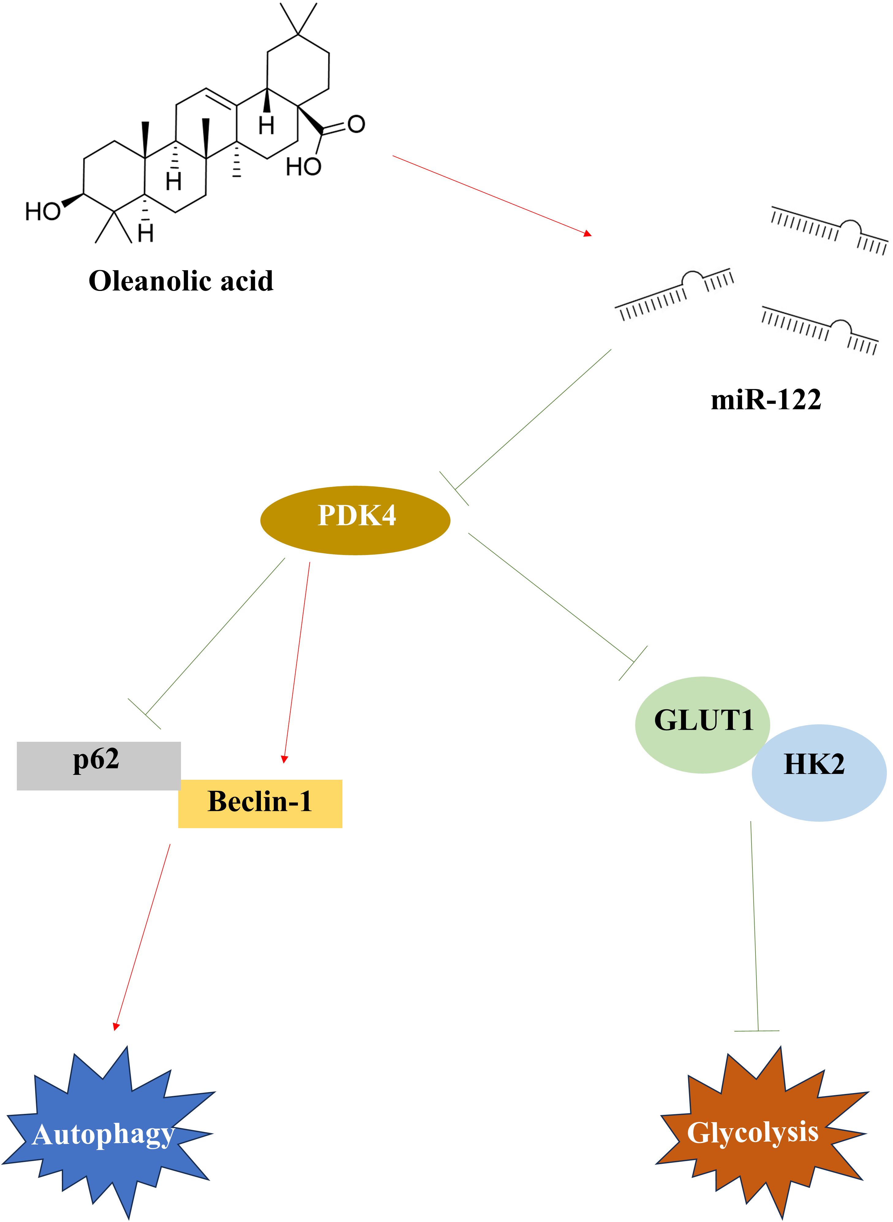 Diagram illustrating the molecular pathway involving oleanolic acid impacting miR-122, which inhibits PDK4. PDK4 regulates p62/Beclin-1 leading to autophagy, while also affecting GLUT1/HK2, linked to glycolysis.