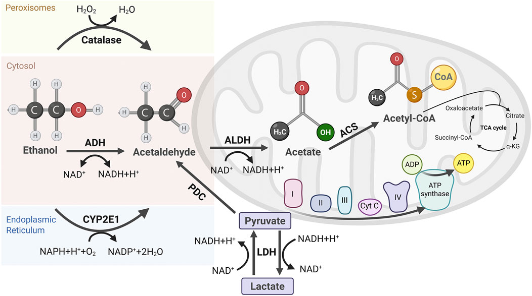 Biochemical pathway illustrating ethanol metabolism in cells. Ethanol converts to acetaldehyde via alcohol dehydrogenase (ADH), then to acetate via aldehyde dehydrogenase (ALDH). Acetate enters mitochondria, forms acetyl-CoA, and participates in the TCA cycle. The diagram includes catalase activity in peroxisomes, cytochrome P450 in endoplasmic reticulum, and lactate-pyruvate conversion. Various coenzymes and enzymes involved are shown.