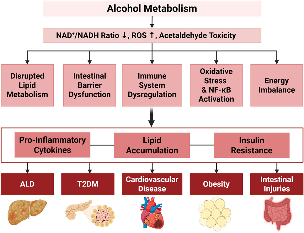 Flowchart illustrating the effects of alcohol metabolism. It starts with changes in NAD+ and NADH ratio, increased ROS, and acetaldehyde toxicity. This leads to disrupted lipid metabolism, intestinal barrier dysfunction, immune system dysregulation, oxidative stress, and energy imbalance. These contribute to pro-inflammatory cytokines, lipid accumulation, and insulin resistance, resulting in ALD, T2DM, cardiovascular disease, obesity, and intestinal injuries, depicted with corresponding organ illustrations.