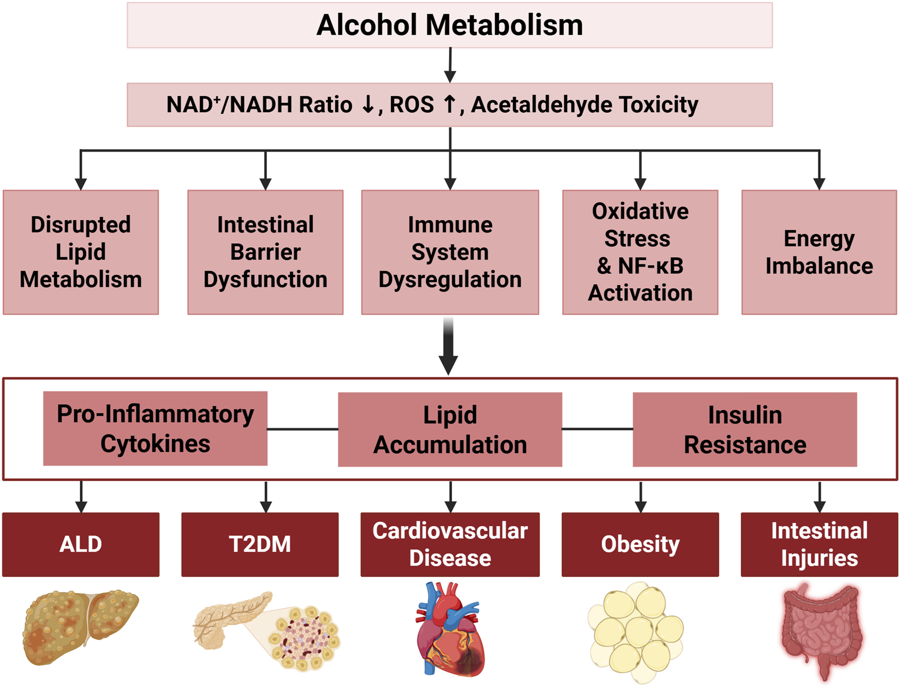Flowchart illustrating the effects of alcohol metabolism. It starts with changes in NAD+ and NADH ratio, increased ROS, and acetaldehyde toxicity. This leads to disrupted lipid metabolism, intestinal barrier dysfunction, immune system dysregulation, oxidative stress, and energy imbalance. These contribute to pro-inflammatory cytokines, lipid accumulation, and insulin resistance, resulting in ALD, T2DM, cardiovascular disease, obesity, and intestinal injuries, depicted with corresponding organ illustrations.