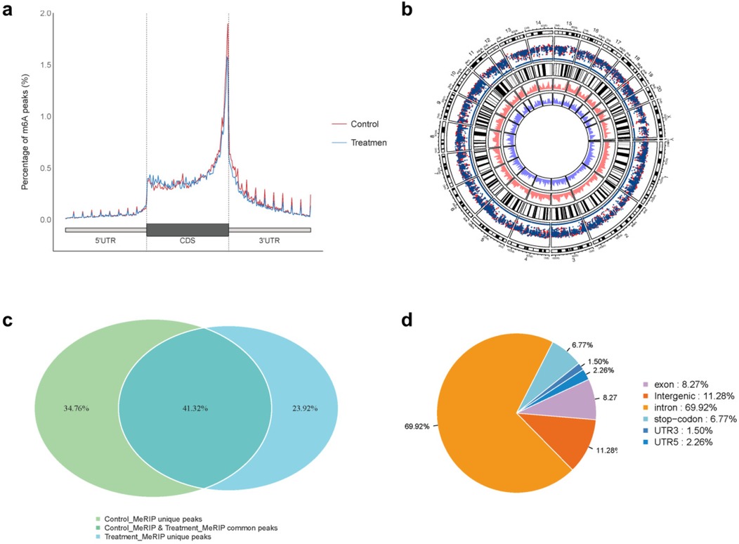 a. Line graph showing percentage of m6A peaks along 5'UTR, CDS, and 3'UTR regions for control and treatment, with peaks at CDS. b. Circular plot displaying genomic location of m6A peaks, differentiated by colors. c. Venn diagram illustrating overlap of unique and common peaks between control and treatment groups, with percentages. d. Pie chart showing composition of genomic features: intron (69.92%), exon (8.27%), intergenic (11.28%), stop-codon (6.77%), UTR3 (1.50%), UTR5 (2.26%).