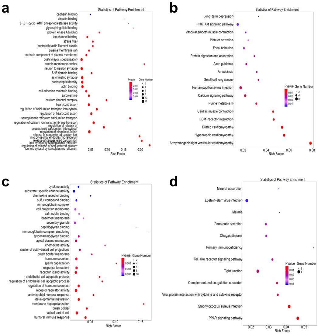 Pathway enrichment analysis is shown in four scatter plots labeled a, b, c, and d. Each plot displays various pathways on the y-axis and the rich factor on the x-axis. Dot sizes and colors indicate gene number and P-value, respectively. Panel a highlights terms like cadherin binding and protein kinase A binding. Panel b includes pathways such as PI3K-Akt signaling and cardiac muscle contraction. Panel c features cytokine activity and immune responses. Panel d lists conditions like malaria and signaling pathways. Redder colors and larger dots represent more significant pathways with higher gene numbers.