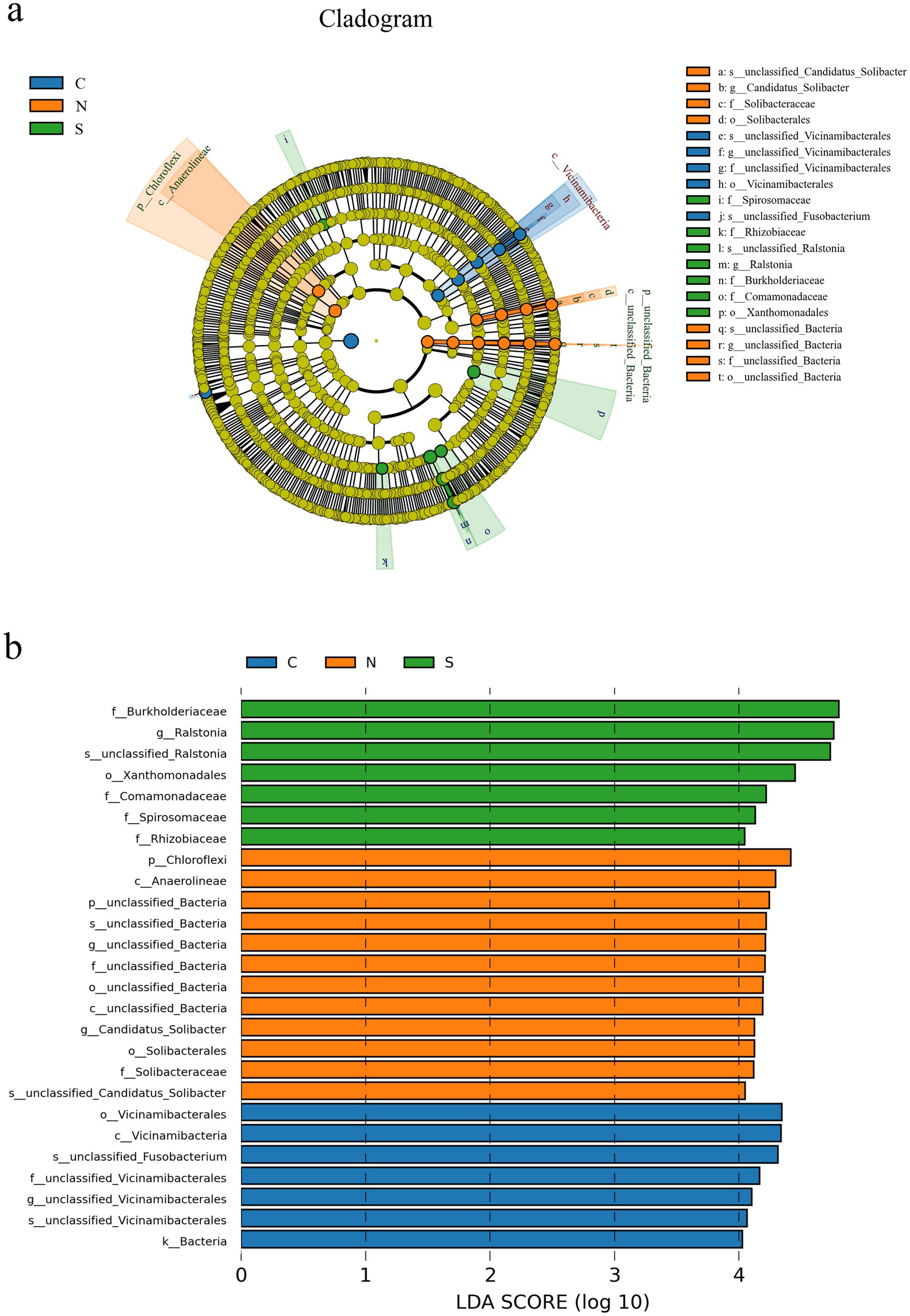 Part a displays a cladogram with concentric circles representing taxonomic relationships among various bacterial groups. Colored segments (blue, orange, green) indicate different categories (C, N, S). Part b presents a bar chart with LDA scores, showing different bacterial families and their scores across categories C, N, and S, with colors corresponding to the cladogram.