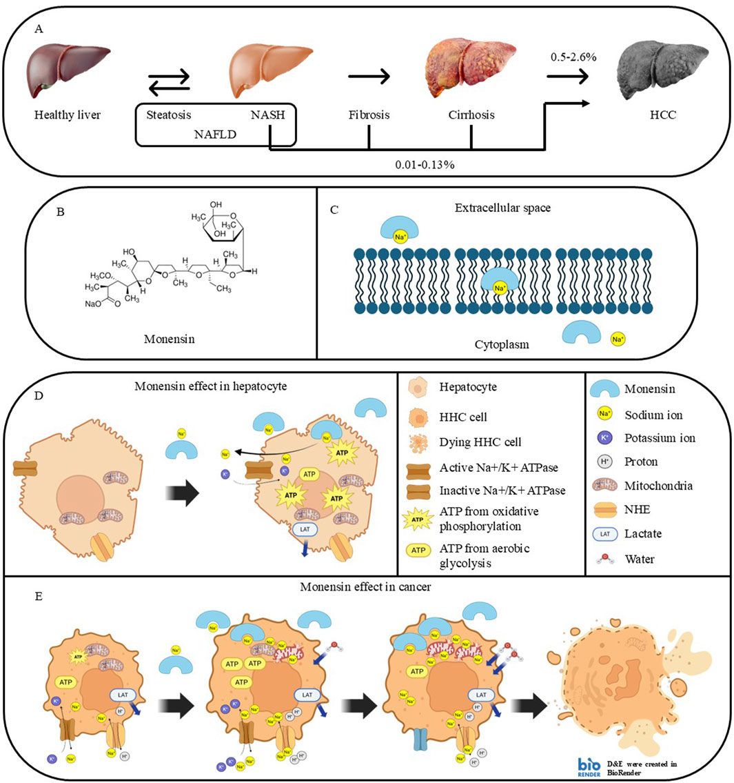 Frontiers | NASH-related Hepatocellular carcinoma: current