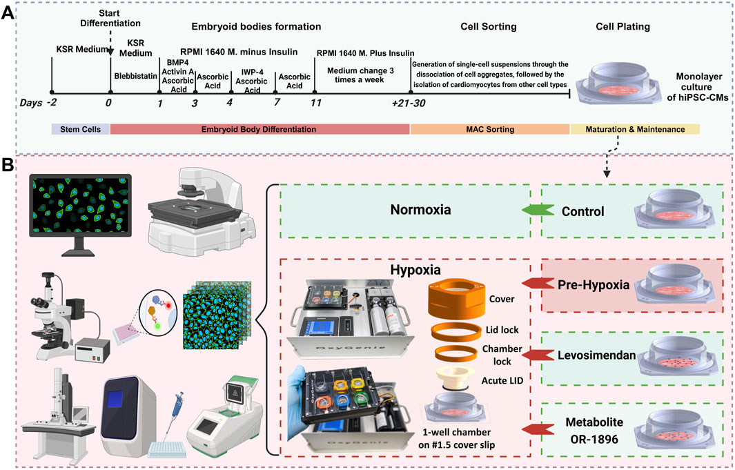 Diagram illustrating the process of stem cell differentiation and analysis. Panel A shows a timeline of embryoid body formation and cell sorting with reagents like KSR medium and ascorbic acid. Panel B depicts equipment for analyzing normoxia and hypoxia conditions, such as microscopes and hypoxia chambers. Different treatments include control, pre-hypoxia, levosimendan, and metabolite OR-1896, each associated with specific cell culture setups.