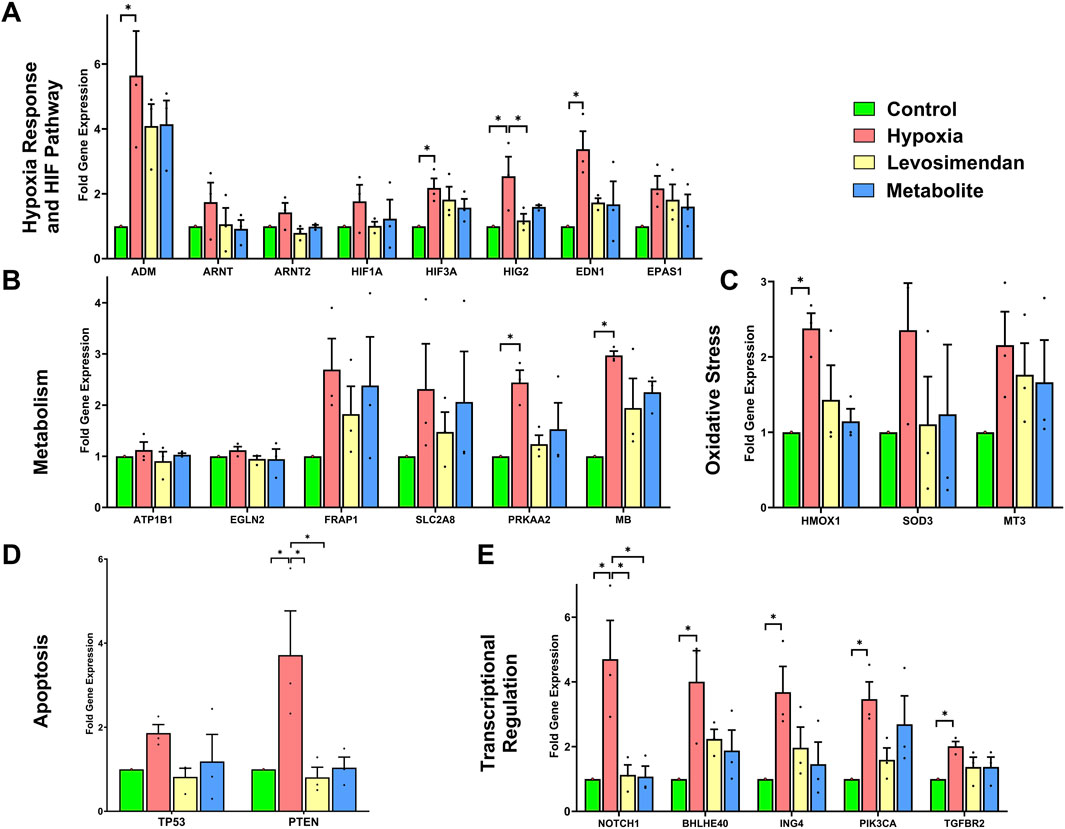 Bar graphs showing the fold gene expression for various genes across five panels (A to E). Each panel represents different biological processes: hypoxia response and HIF pathway, metabolism, oxidative stress, apoptosis, and transcriptional regulation. Bars are color-coded for control (green), hypoxia (red), levosimendan (yellow), and metabolite (blue) treatments. Starred asterisks indicate significant differences in gene expression.