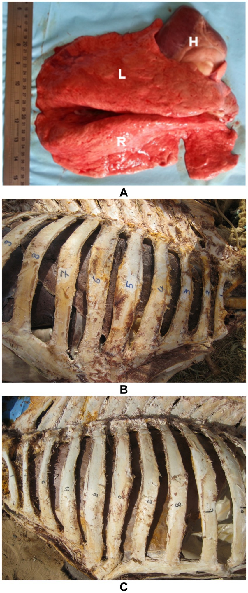 Image A shows a dissected animal lung with a heart labeled