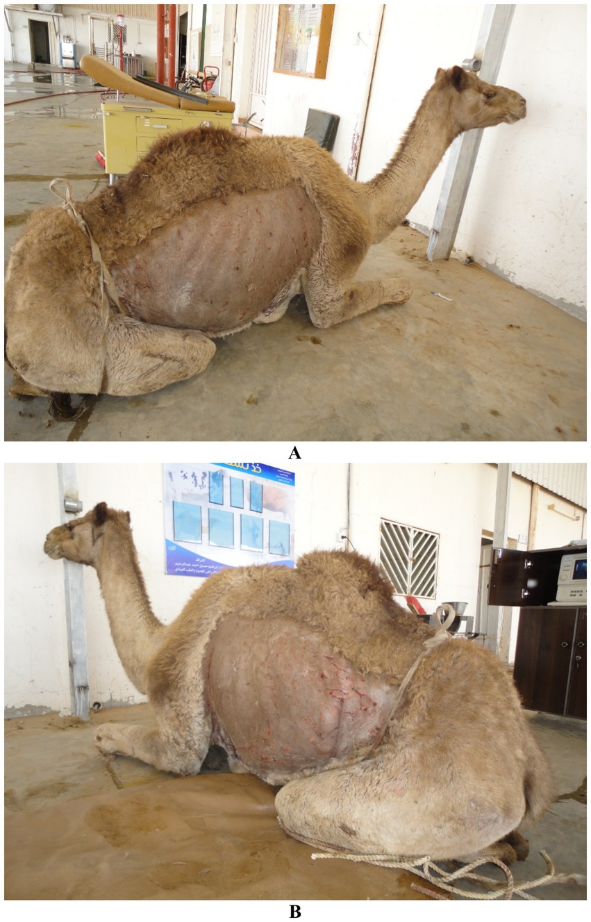 Two images of camels lying on a concrete floor. Image A shows a camel in a sitting position with shaved sides, tied loosely with rope. Image B shows a similar scene with a different camel, also shaved, with visible scars. Both camels are indoors near walls with some medical equipment in the background.