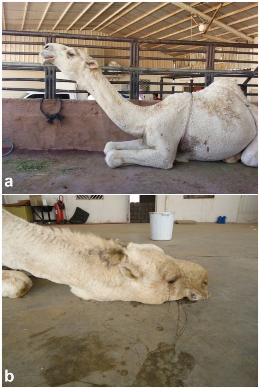 Two images show a camel in different positions. In image a, the camel is sitting upright in a stable, appearing alert. In image b, the camel is lying on its side on a concrete floor, appearing lethargic or unwell.