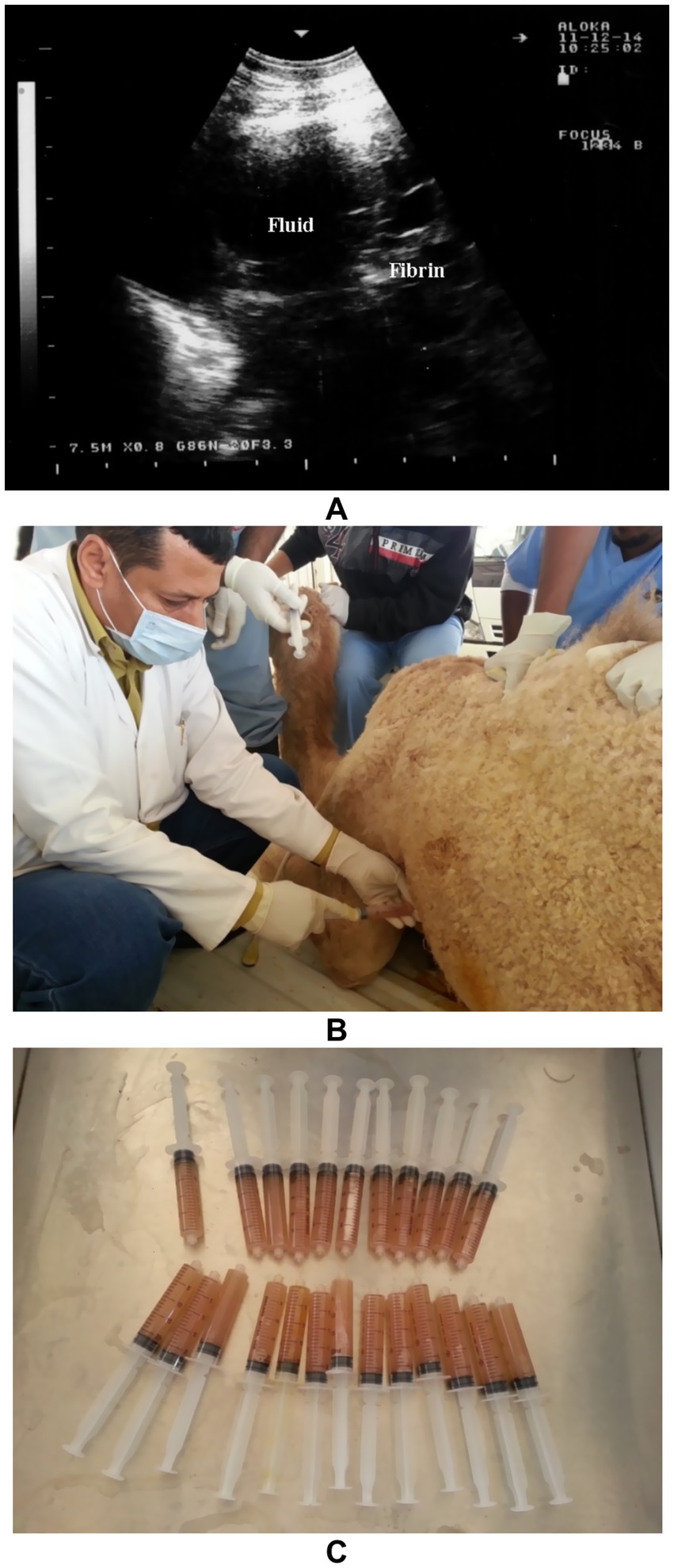 A. Ultrasound image showing areas labeled as fluid and fibrin. B. A person wearing a mask and gloves performs a procedure on a camel. C. Twenty-five syringes filled with reddish-brown fluid displayed on a surface.