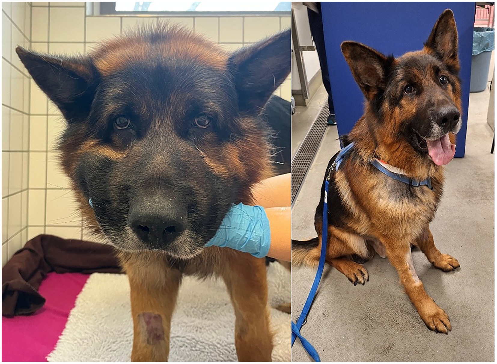 Two images of a German Shepherd. The first shows the dog lying down, facing forward, with a gloved hand touching its face. The second shows the dog sitting on the floor, wearing a blue leash, with its tongue out. The dog on the left image is standing, not lying.