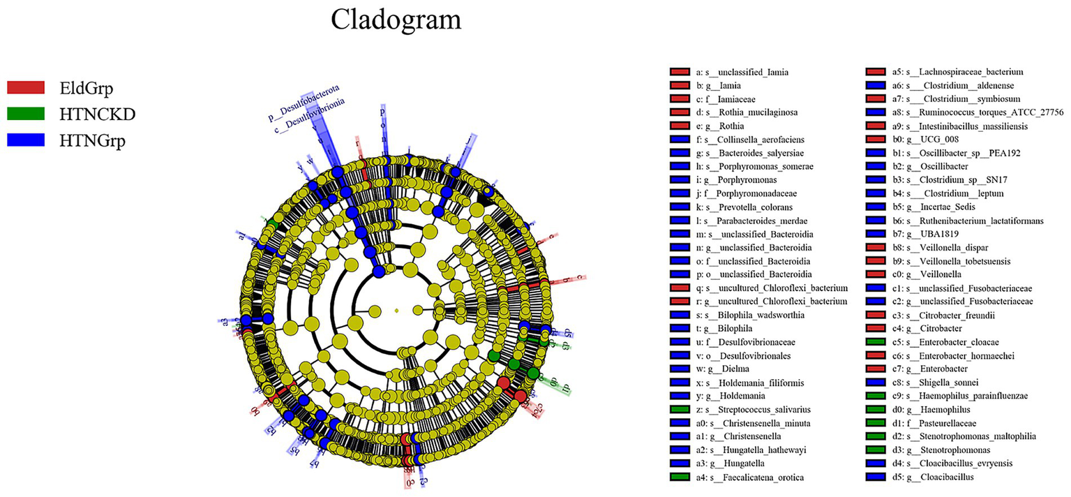 Circular cladogram depicting relationships among different microbial groups, labeled with color codes: red for EldGrp, green for HTNCKD, and blue for HTNGrp. Yellow nodes represent taxa, and labels surround the diagram. The right side shows a detailed legend with color-coded taxa names.