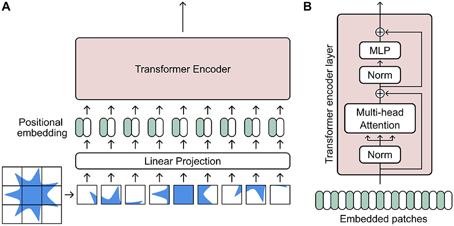 Diagram of a Transformer Encoder architecture. Part A shows an image divided into patches, processed through linear projection, and combined with positional embeddings. The processed data feeds into the Transformer Encoder. Part B illustrates the Transformer encoder layer containing Multi-head Attention, Normalization, and a Multi-Layer Perceptron (MLP). The embedded patches are input with these components.