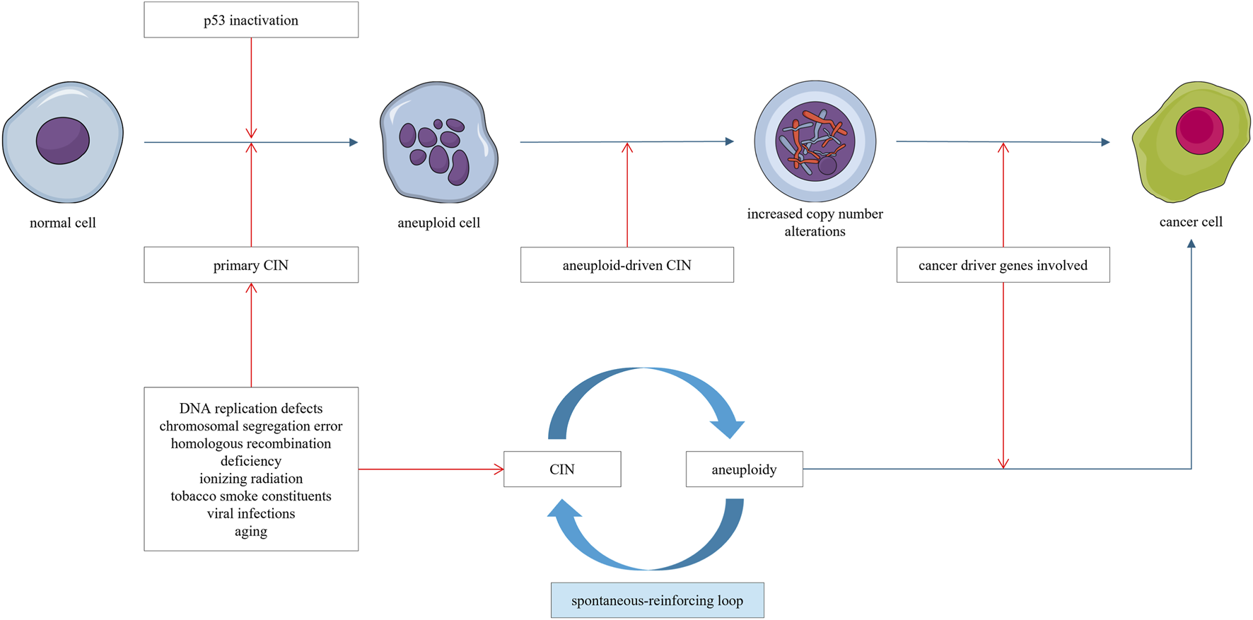 Diagram illustrating the progression from a normal cell to a cancer cell.Starting with p53 inactivation, leading to aneuploid cell formation. Primary chromosomal instability (CIN) is driven by DNA replication defects and other factors. Aneuploid-driven CIN and increased copy number alterations contribute to cancer driver genes, forming a cancer cell. There is a spontaneous-reinforcing loop between CIN and aneuploidy.