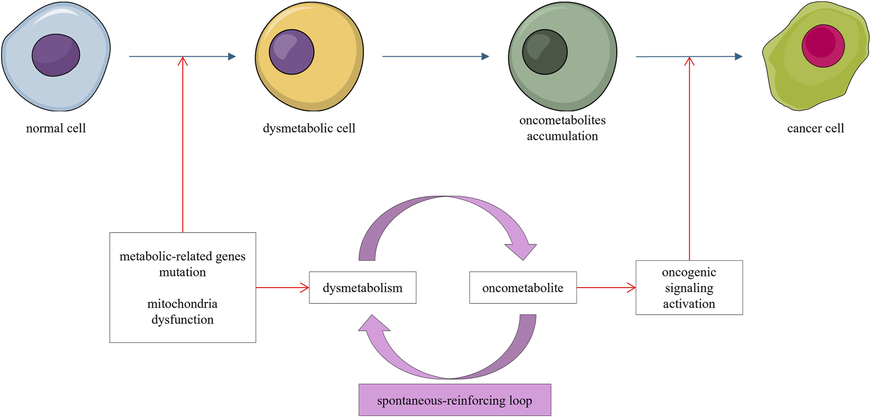 Flowchart illustrating the progression from a normal cell to a cancer cell through stages of dysmetabolic cell and oncometabolites accumulation. Includes processes like metabolic-related genes mutation, mitochondria dysfunction, dysmetabolism, oncometabolite and oncogenic signaling activation, forming a spontaneous-reinforcing loop.