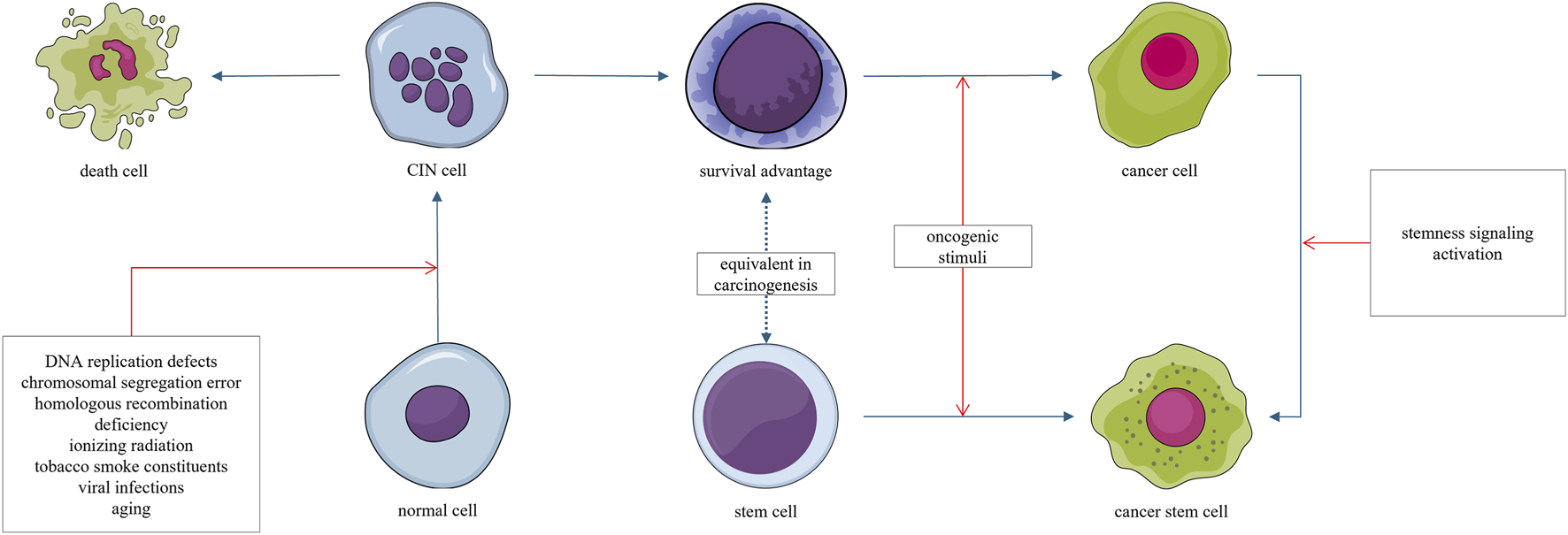 Flowchart illustrating cell transformation pathways. It starts with a normal cell, which can become a chromosomal instability (CIN) cell due to factors like DNA defects and aging. CIN cells can lead to either death cells or cancer cells with a survival advantage. Alternatively, oncogenic stimuli can transform normal cells into cancer cells, and stem cells can be activated to become cancer stem cells via stemness signaling. The process involves several pathways, including equivalence in carcinogenesis.