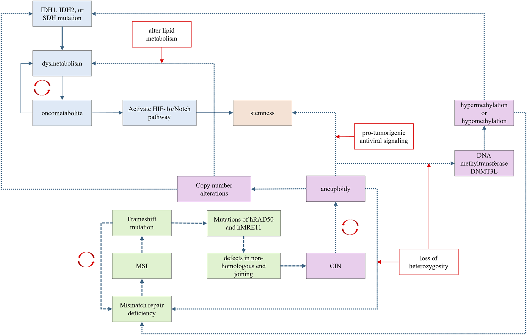 Flowchart illustrating cancer development pathways. Key points include IDH1, IDH2, or SDH mutations leading to dysmetabolism and oncometabolite production. This activates HIF-1α/Notch pathway and stemness. Additional processes shown are alterations in lipid metabolism, hypermethylation, hypomethylation, DNA methyltransferase DNMT3L activity, pro-tumorigenic signaling, copy number alterations, and aneuploidy. It also highlights mismatch repair deficiency, frameshift mutations, mutations of hRAD50, hMRE11, defects in non-homologous end joining, and CIN, with interconnections like loss of heterozygosity. Various pathways loop back, indicating complex interrelations.