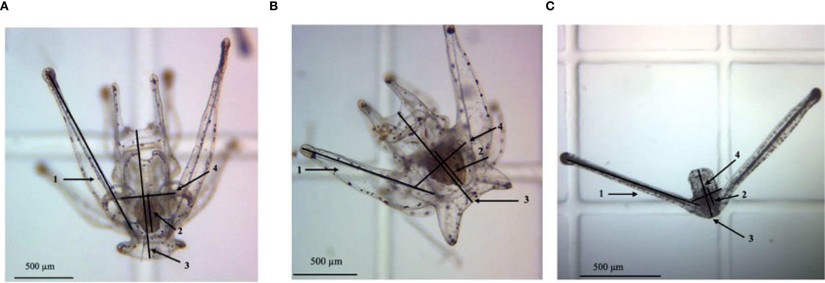 Three microscopic images labeled A, B, and C showing a close-up view of a sea creature's larval stages with visible appendages and internal structures. Each image includes arrows and numbers indicating specific features. The scale bar in each image represents 500 micrometers.