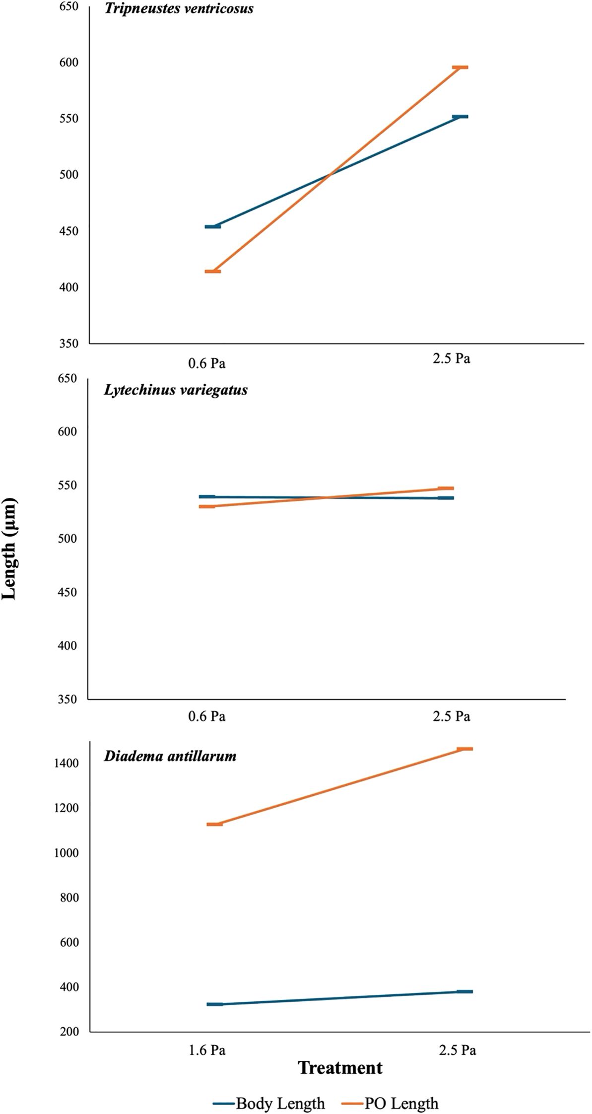 Three line graphs compare body length and PO length in microns for three sea urchin species under different treatments: “Tripneustes ventricosus” shows increased lengths under higher pressure (2.5 Pa). “Lytechinus variegatus” shows minimal length changes across conditions. “Diadema antillarum” exhibits increased lengths with higher pressure. Body Length is shown in blue, PO Length in orange.