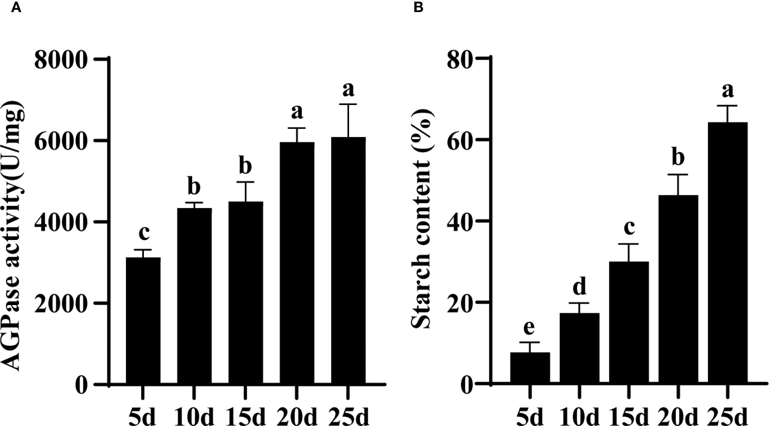Bar charts labeled A and B showing AGPase activity and starch content over time. Chart A shows an increase in AGPase activity from 5 to 25 days, peaking at 25 days. Chart B shows starch content rising significantly, with each bar labeled from e to a, peaking at 25 days. Both charts display error bars and distinct letter annotations for statistical significance.