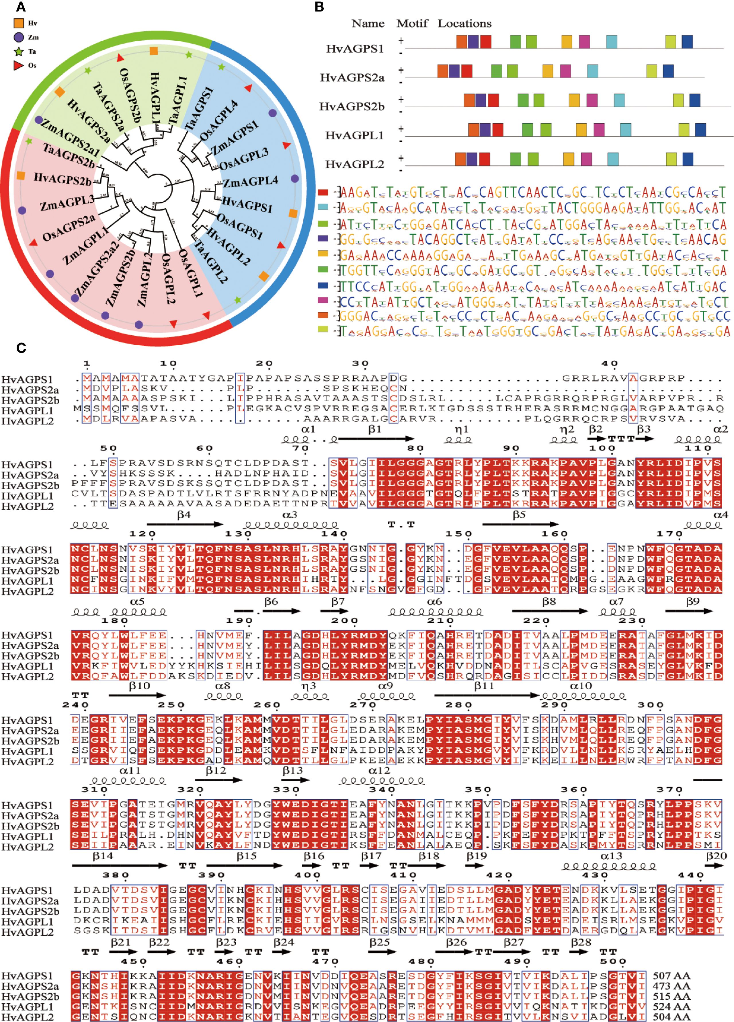 Phylogenetic tree, motif distribution, and sequence alignment of AGP gene family members. Panel A shows a circular phylogenetic tree with color-coded groups representing different species. Panel B illustrates motif arrangements and locations in each gene. Panel C presents a multiple sequence alignment with highlighted conserved regions and secondary structure annotations.