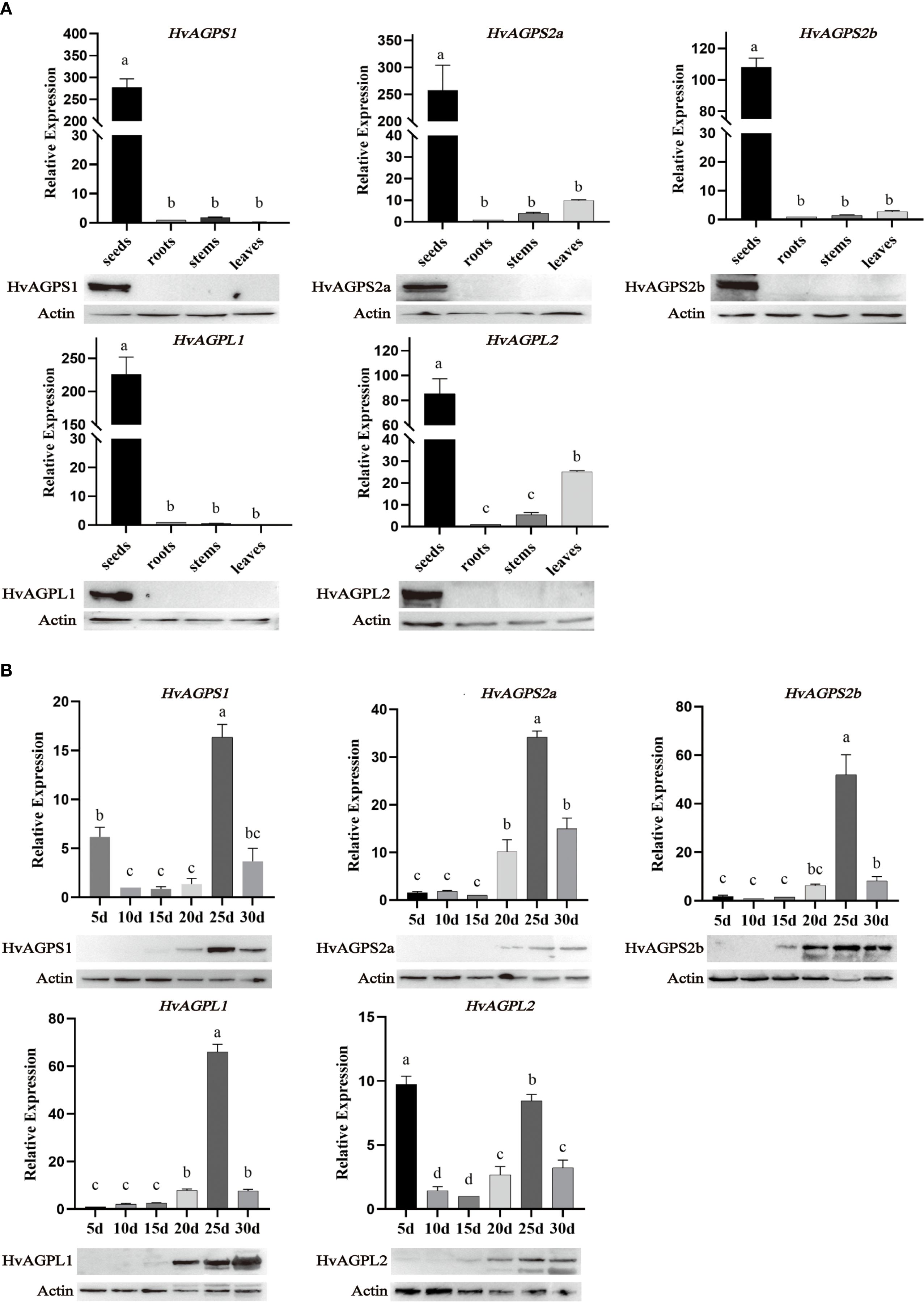 Panel A shows bar graphs and Western blots illustrating relative expression levels of HvAGPS1, HvAGPS2a, HvAGPS2b, HvAGPL1, and HvAGPL2 in seeds, roots, stems, and leaves, with seeds showing the highest expression. Panel B shows bar graphs and Western blots of the same genes over different days, with 20 days having the highest expression. Actin is used as a control in all blots.
