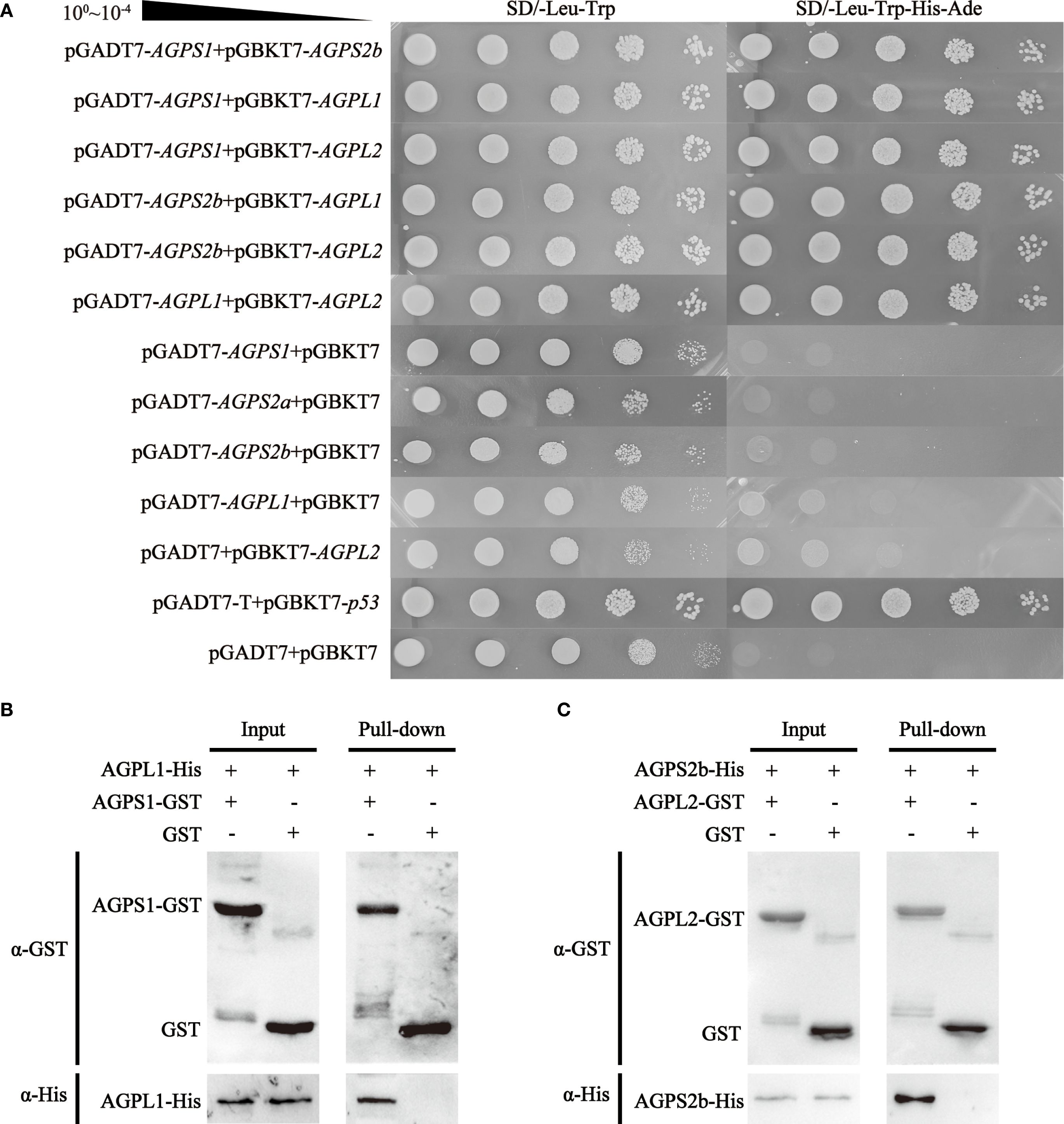 Yeast two-hybrid assay and pull-down assays. Panel A shows yeast growth on selective media, indicating protein-protein interactions. Panels B and C display Western blot results for pull-down assays with AGPS1, AGPS2b, AGPL1, and AGPL2 proteins, showing binding through bands corresponding to GST and His tags.