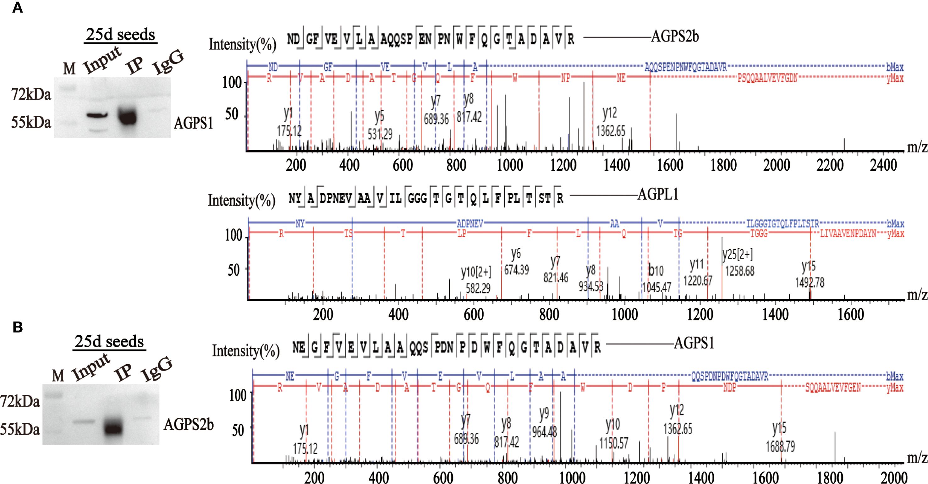 Western blot and mass spectrometry analysis of 25-day-old seeds. Panel A shows AGPS1 and AGPS2b protein bands at 72 kDa and 55 kDa, with mass spectra indicating identified peptides and their intensities. The top spectrum corresponds to AGPS2b, and the middle spectrum corresponds to AGPL1, with annotated peaks and sequences. Panel B shows AGPS2b protein bands, with the bottom spectrum corresponding to AGPS1, illustrating peaks and sequences. Protein and peptide names are annotated, with mass-to-charge ratios on the x-axis and intensity on the y-axis.