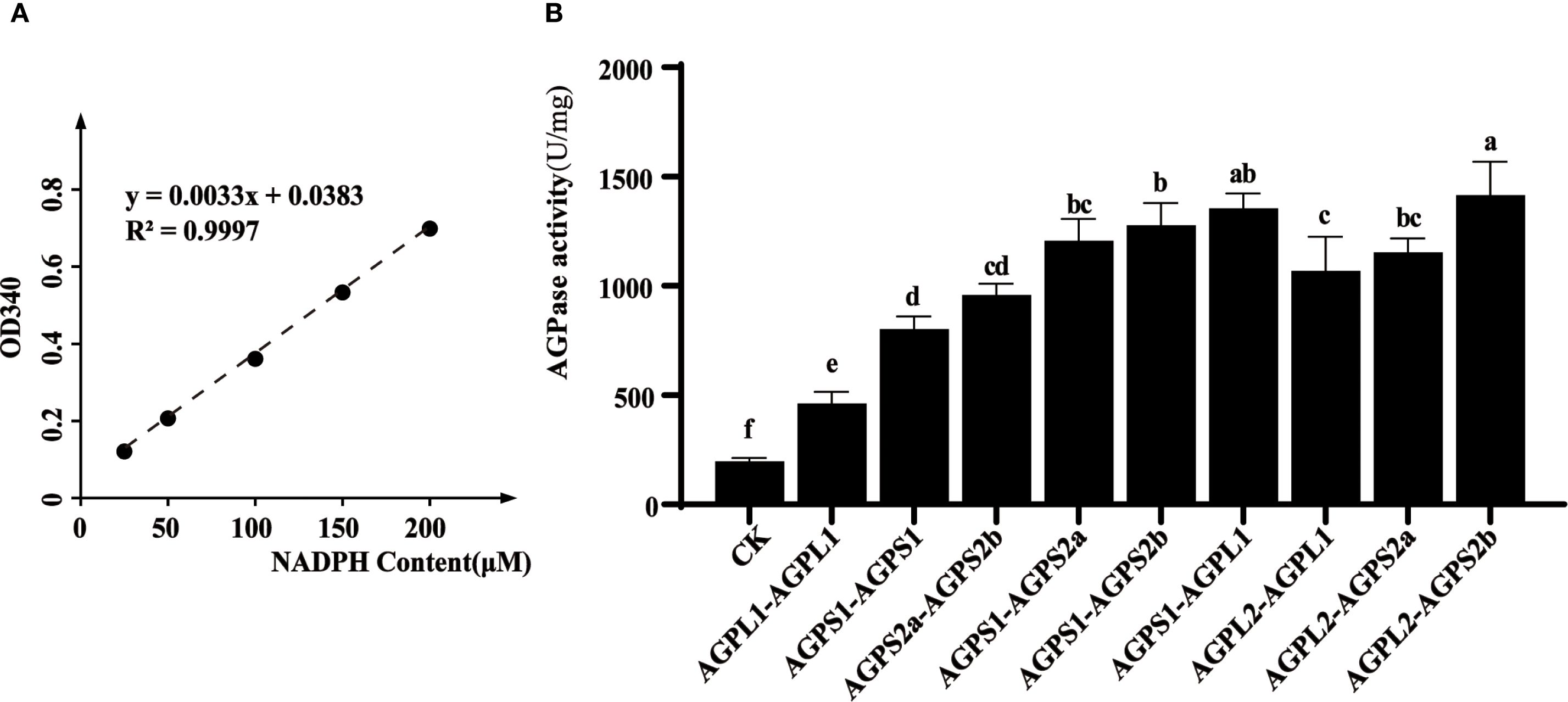 Graph A depicts a linear regression of NADPH content versus OD340, showing a strong correlation with the equation y = 0.0033x + 0.0383 and R-squared value of 0.9997. Graph B is a bar chart showing AGPase activity for different samples, with highest activity in AGPL2-AGPS2b and lowest in CK. Error bars and letter annotations indicate statistical significance among groups.