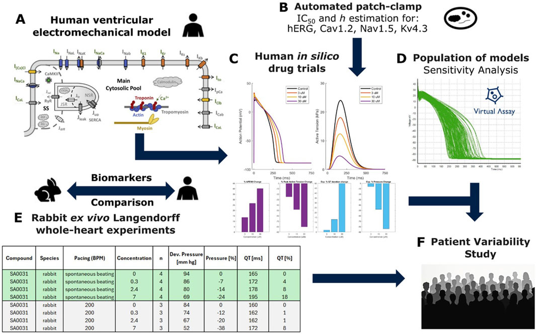 Diagram illustrating a process for studying human ventricular electromechanical models. Part A shows a cellular model, Part B uses automated patch-clamp methods for ion channels, Part C includes in silico drug trials with action potential and active tension graphs, Part D highlights a population model sensitivity analysis, Part E compares biomarkers using rabbit ex vivo Langendorff heart experiments, and Part F focuses on patient variability. Data tables and graphs in Parts C and E present drug effects and pressures. Arrows indicate the flow of the experimental process.