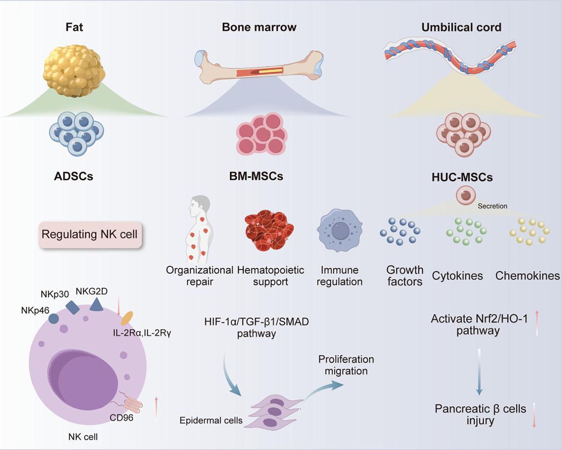 Diagram illustrating the sources and functions of mesenchymal stem cells (MSCs) from fat, bone marrow, and umbilical cord. It shows ADSCs, BM-MSCs, and HUC-MSCs' roles in regulating NK cells, organizational repair, hematopoietic support, immune regulation, and secretion of growth factors, cytokines, and chemokines. Pathways like HIF-1 alpha/TGF-beta 1/SMAD are involved in cellular proliferation and migration. The Nrf2/HO-1 pathway activation is linked to pancreatic beta cell injury prevention. Various receptors and pathways related to NK cells are depicted, including NKp30, NKG2D, and CD96.
