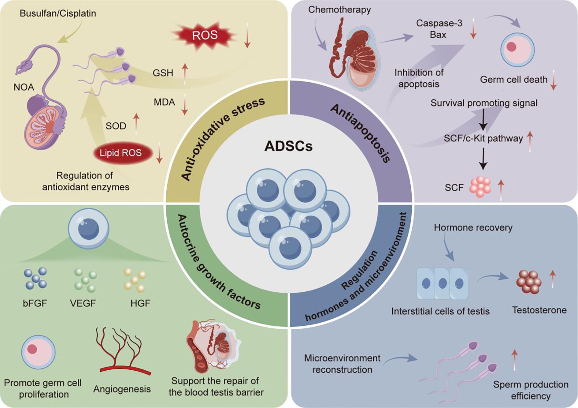 Diagram illustrating the role of adipose-derived stem cells (ADSCs) in testicular function. The main sections include anti-oxidative stress, antiapoptosis, autocrine growth factors, and hormone regulation. In the anti-oxidative stress area, ADSCs regulate antioxidant enzymes reducing ROS. The antiapoptosis section shows inhibition of apoptosis and germ cell death. The autocrine growth factors area indicates promotion of germ cell proliferation, angiogenesis, and blood-testis barrier repair. Lastly, hormone regulation features microenvironment reconstruction, hormone recovery, and enhancement of sperm production efficiency.