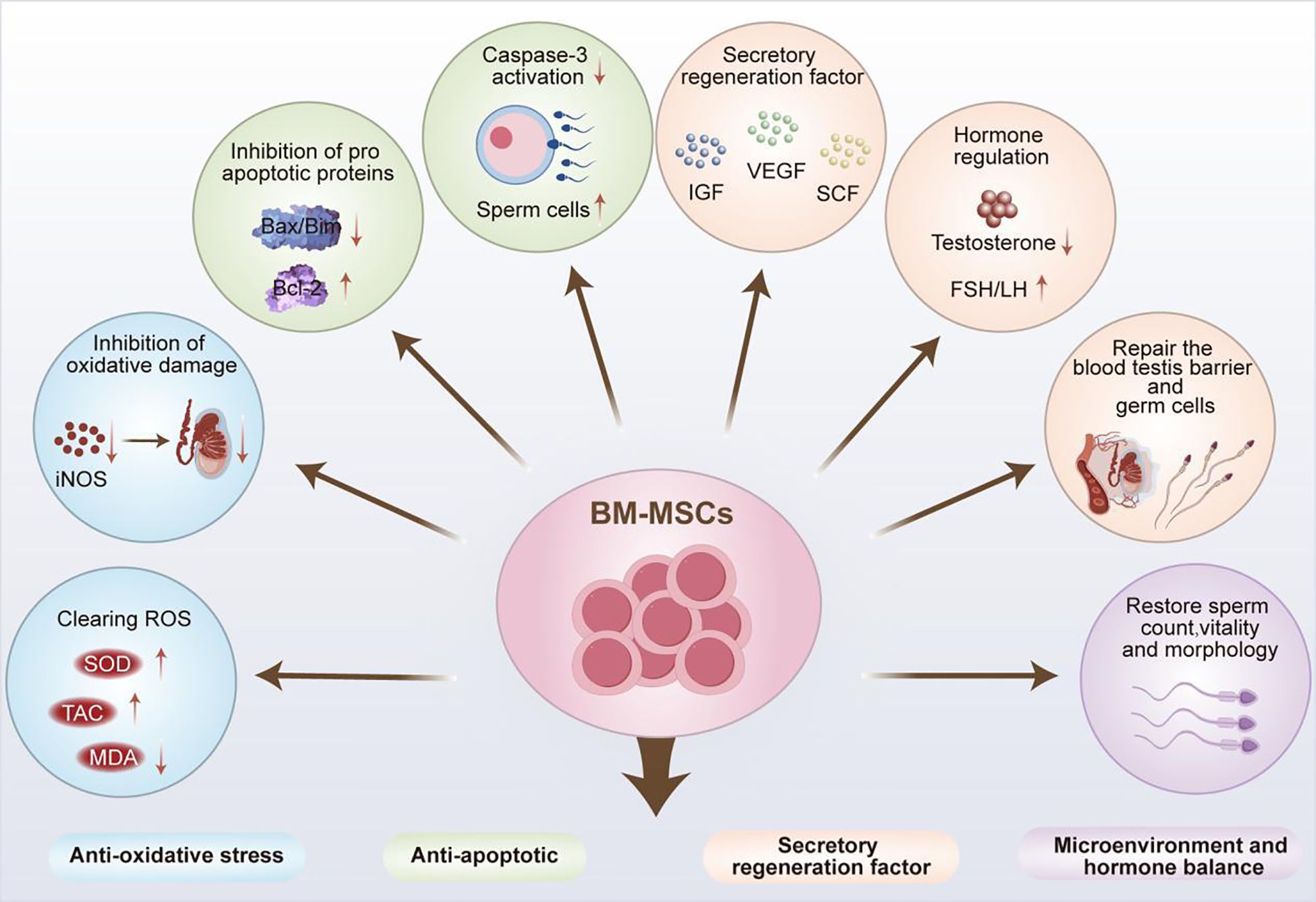 Frontiers | Research progress on the mechanism underlying
