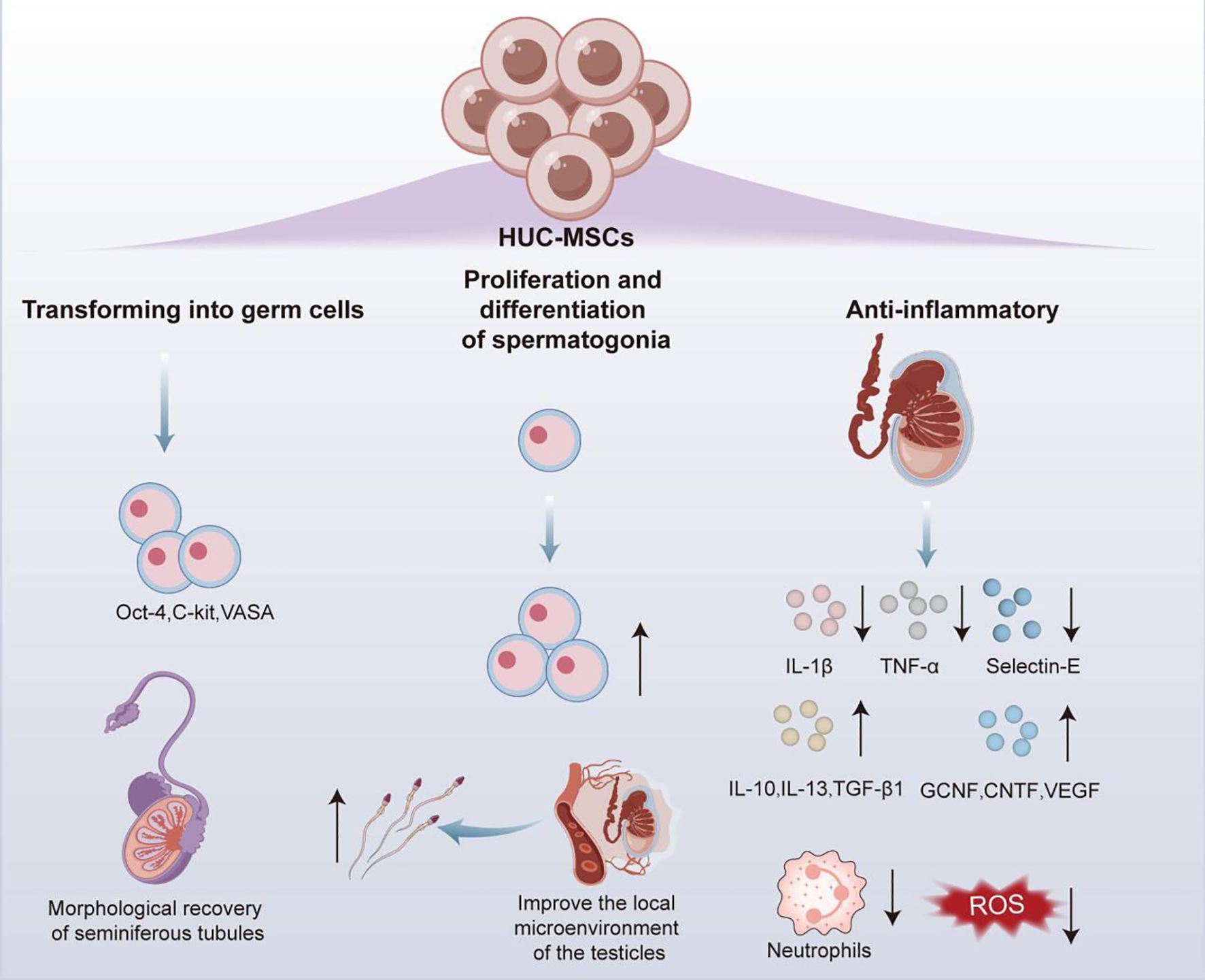 TT様 Frontiers | Research progress on the mechanism underlying