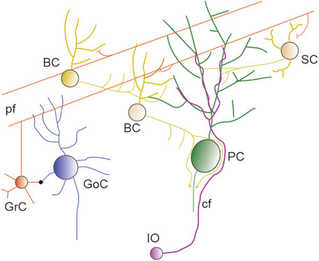 Diagram showing neuronal circuitry in the cerebellum. Key neurons include granule cells (GrC), Golgi cells (GoC), basket cells (BC), stellate cells (SC), and Purkinje cells (PC). Connections display parallel fibers (pf) in orange, climbing fibers (cf) in purple, and input from the inferior olive (IO) in pink. The network illustrates complex interactions between different cell types.