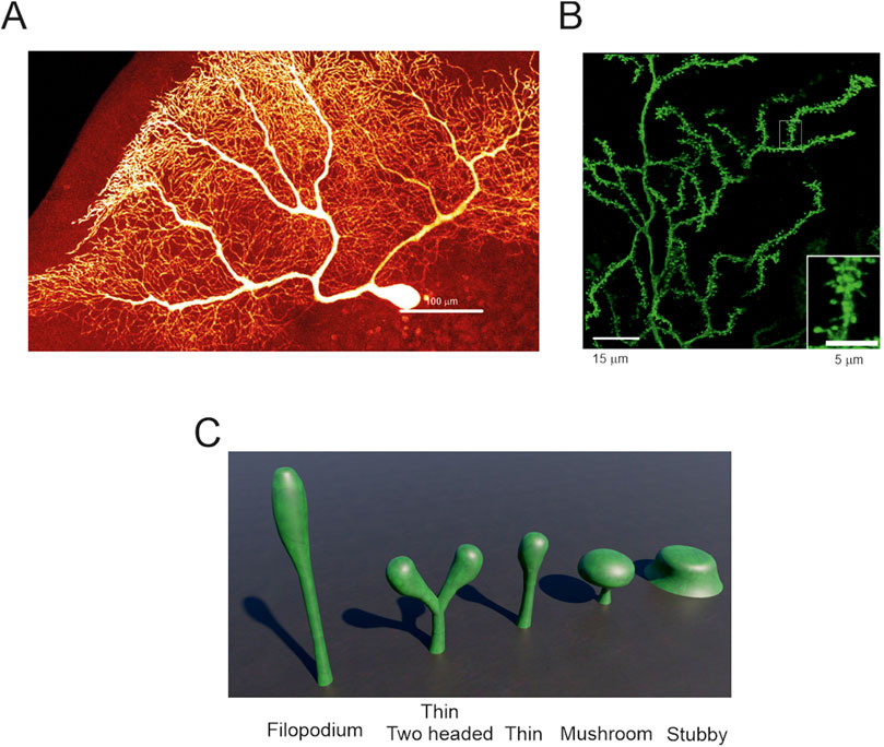 Panel A shows a detailed red and yellow microscopy image of a vascular network, highlighting intricate branching patterns. Panel B presents a green fluorescence image of a neural structure with detailed dendritic branching, including an inset focusing on a segment. Panel C illustrates five 3D green models representing different dendritic spine shapes: filopodium, thin, two-headed, mushroom, and stubby, aligned side by side.