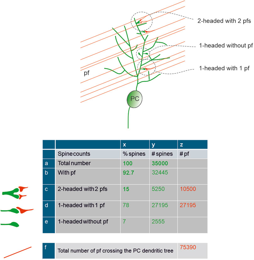 Diagram of a Purkinje cell (PC) with labeled dendritic branches intersected by parallel fibers (pf). The dendrites are annotated as having different spine configurations: two-headed with two parallel fibers, one-headed with one parallel fiber, and one-headed without a parallel fiber. Below is a table showing spine counts with columns for percentage of spines, number of spines, and number of parallel fibers. The total number of parallel fibers crossing the PC dendritic tree is 75,390.