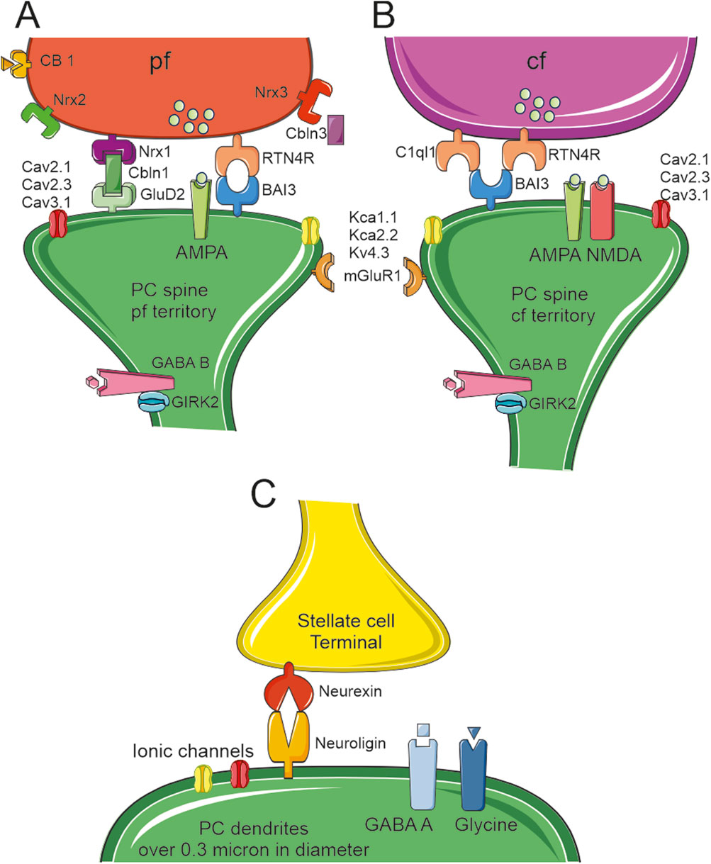 Diagram of synaptic connections at Purkinje cell spines. Panel A shows connections between parallel fibers (pf) and Purkinje cell (PC) spine, indicating components like AMPA receptors, Neuroligins, and Cav channels. Panel B depicts climbing fibers (cf) with PC spine connections, highlighting AMPA and NMDA receptors. Panel C illustrates a stellate cell terminal with PC dendrites, showing interactions through ionic channels, GABA_A, and Glycine receptors.