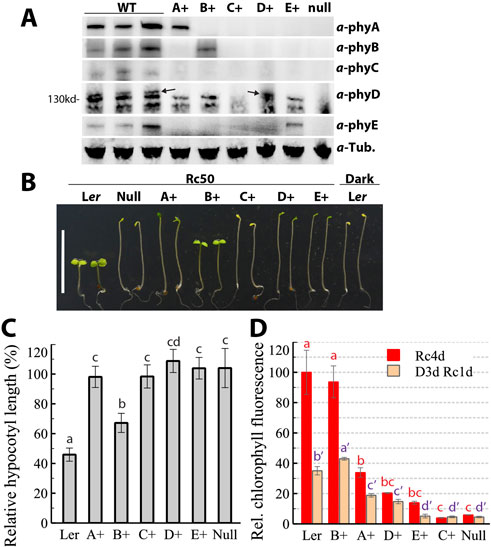 (A) Western blot showing protein expression levels of phyA - phyE across different genotypes. (B) Image of seedlings under Rc50 light and dark conditions for various genotypes, showing differential growth patterns. (C) Bar chart depicting the relative hypocotyl lengths with statistical annotations. (D) Bar chart of relative chlorophyll fluorescence under Rc4d and D3d Rc1d conditions, with statistical annotations showing variations across genotypes.