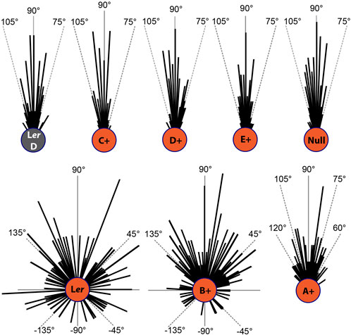 Circular histograms showing seedling growth orientation of various genotypes under Rc50 or dark conditions, with notable angles marked.